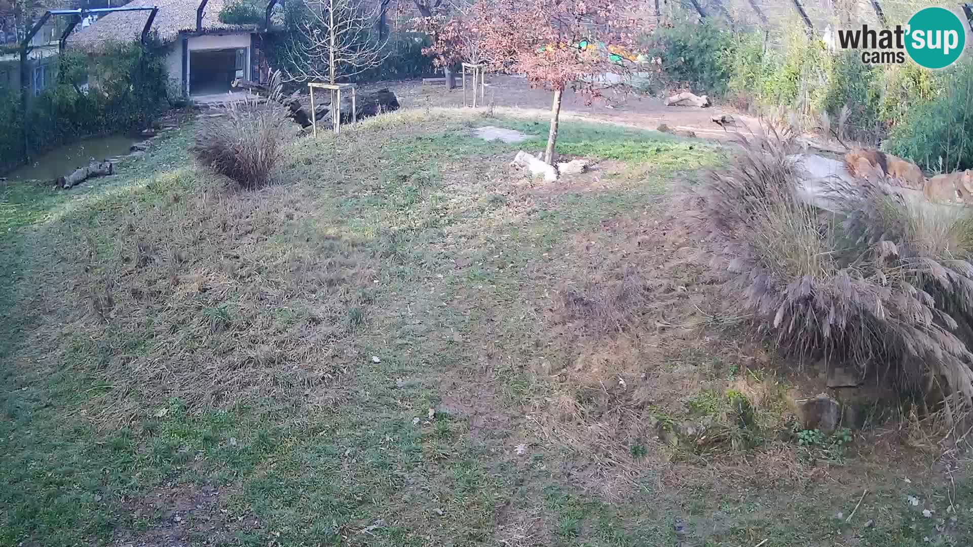 Živalski vrt Ljubljana kamera v živo Levi