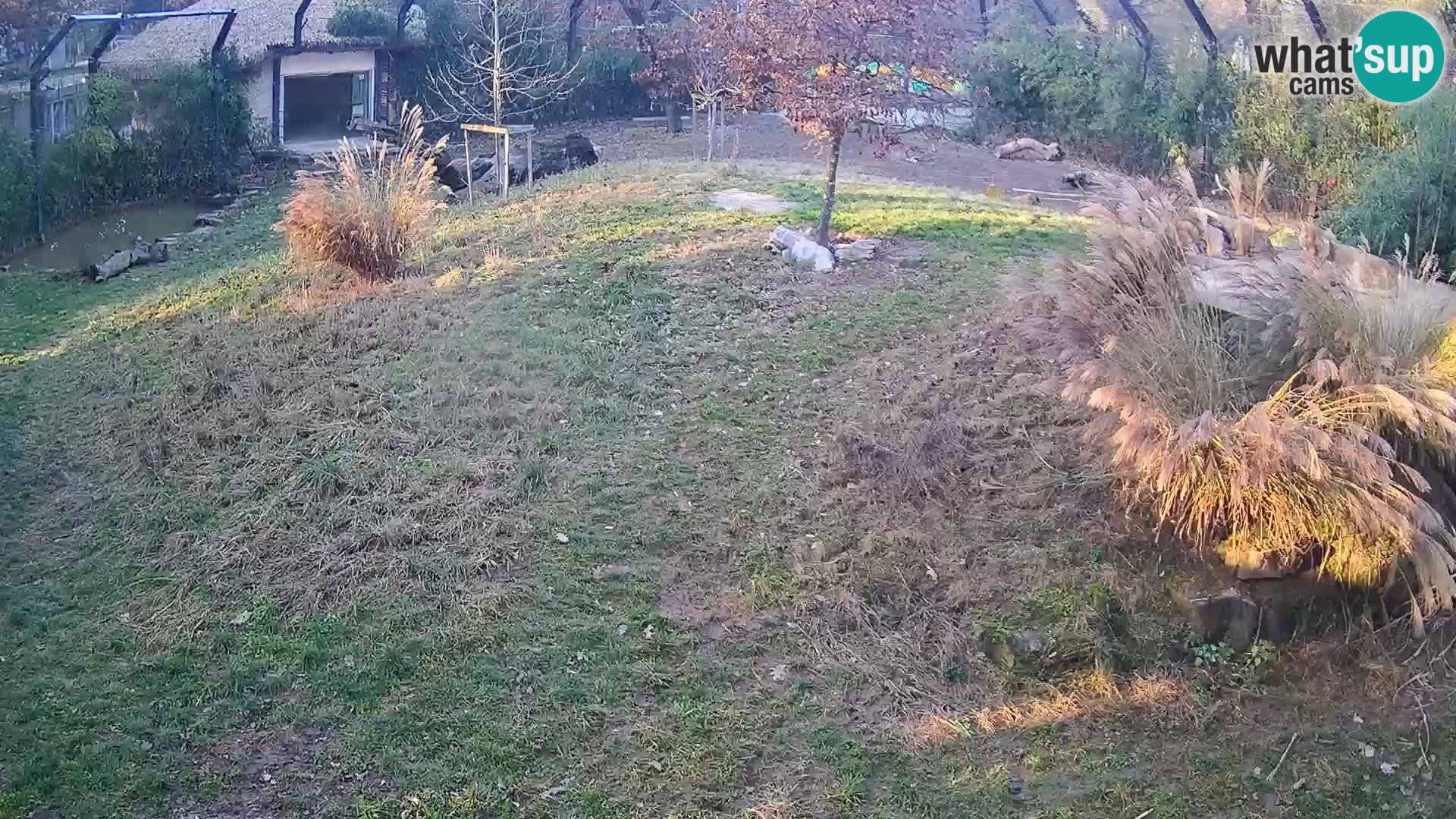 Zoo Ljubljana web kamera Lavovi