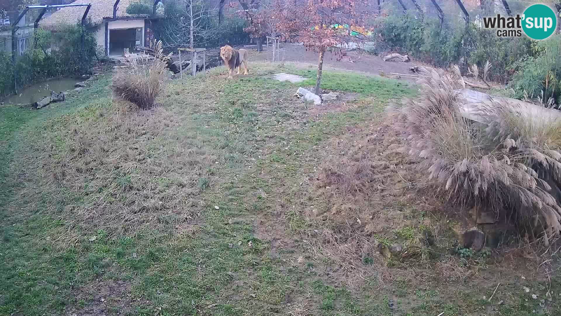 Živalski vrt Ljubljana kamera v živo Levi