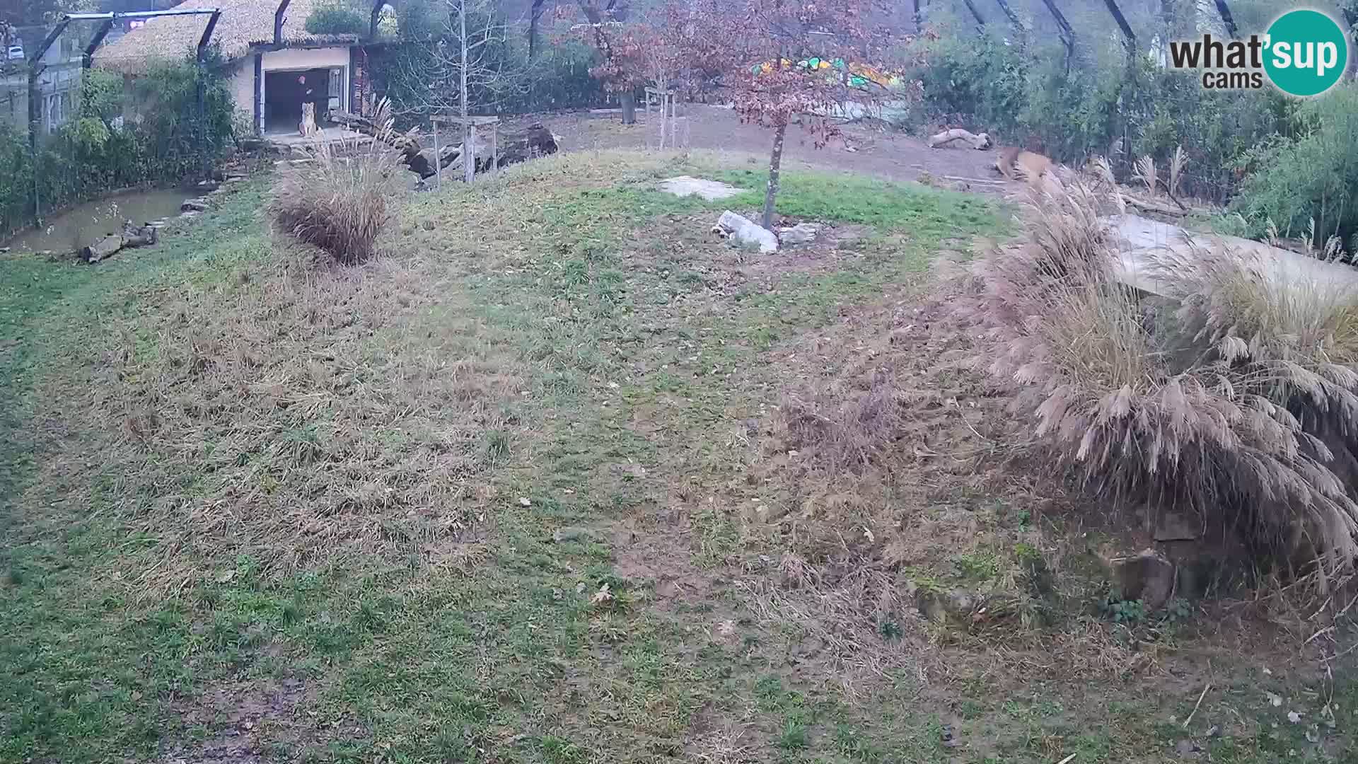 Živalski vrt Ljubljana kamera v živo Levi