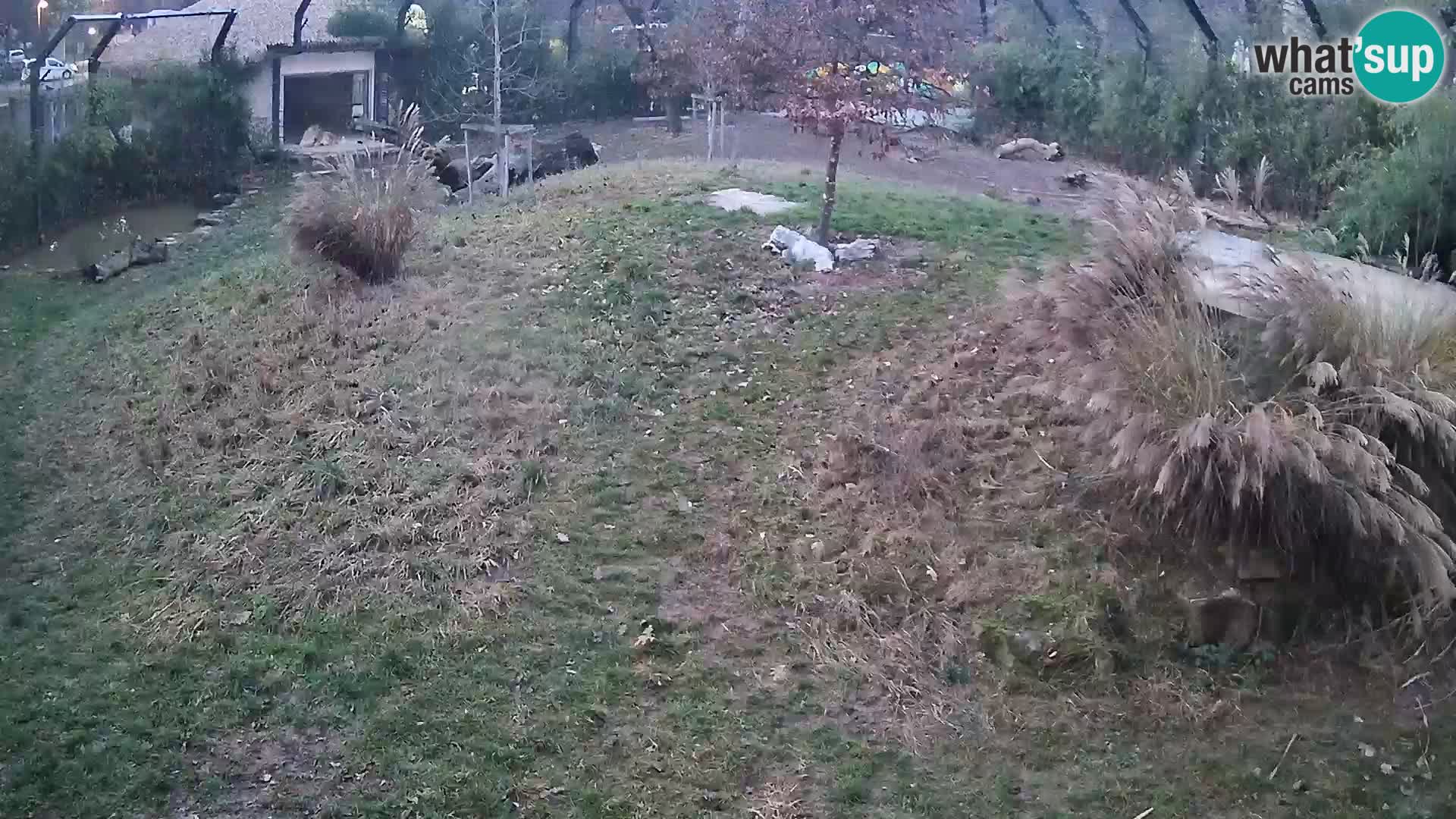Live Ljubljana Zoo webcam Lion