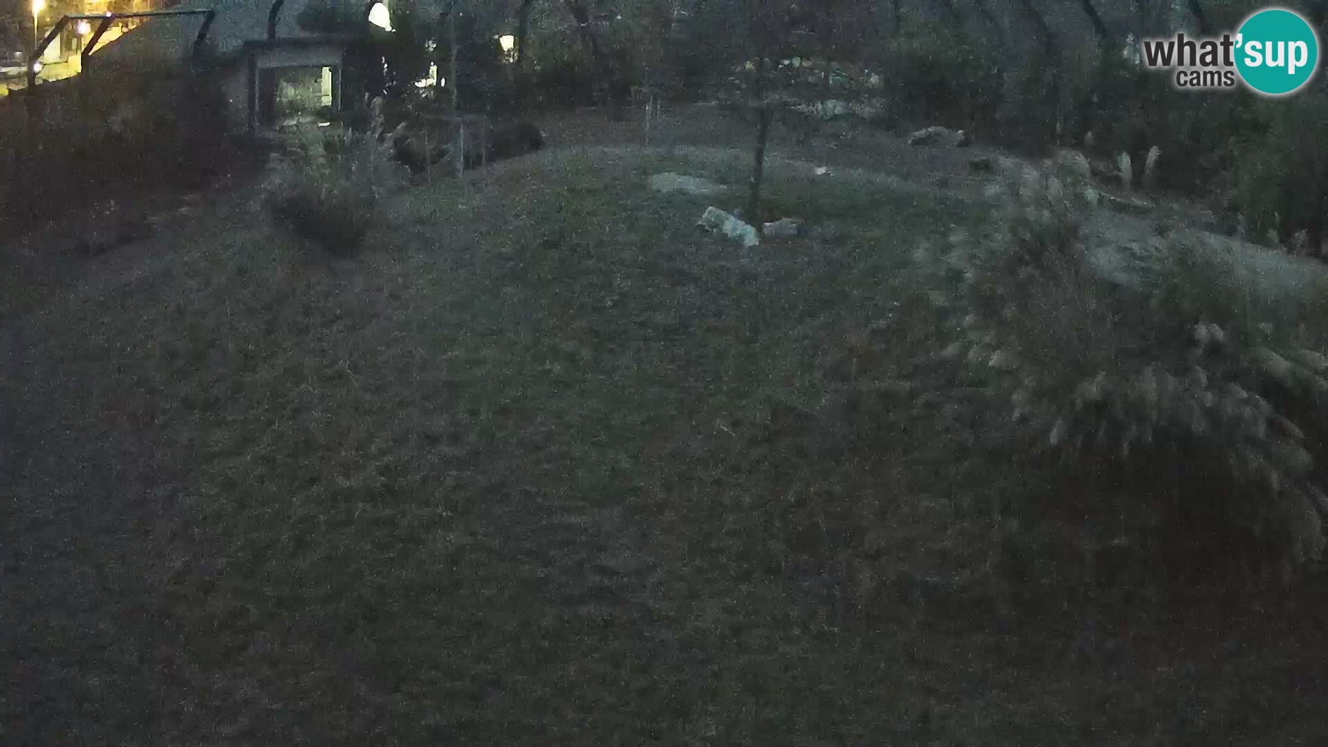 Zoo Ljubljana webcam Löwen