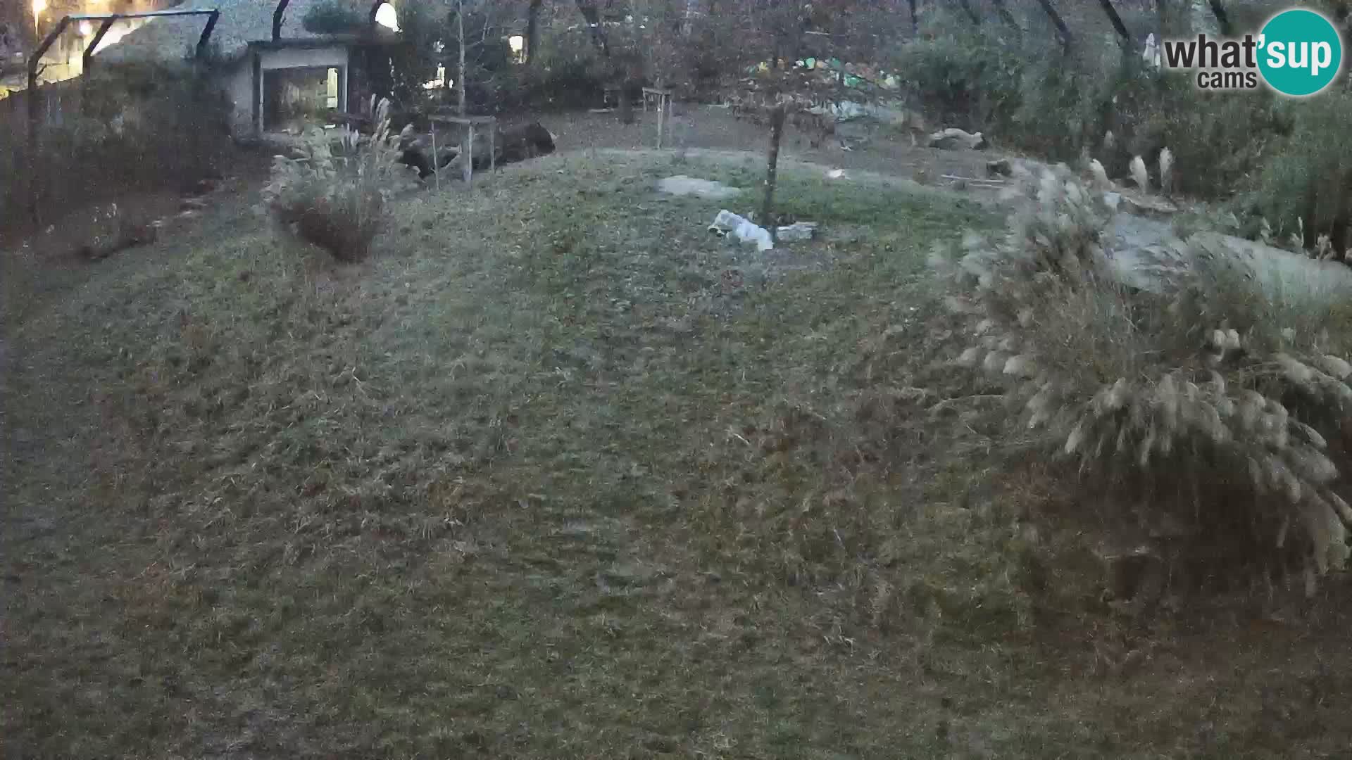Zoo Ljubljana webcam Löwen