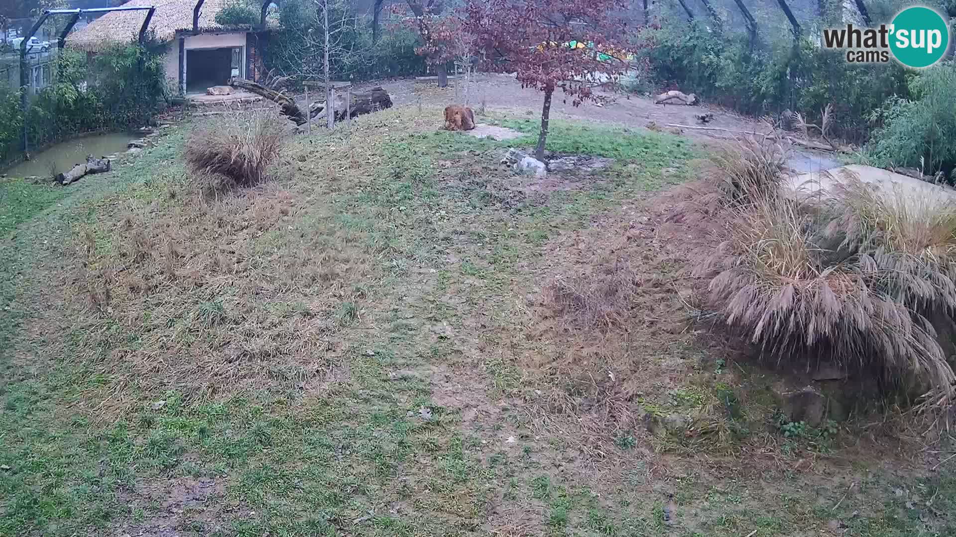 Live Ljubljana Zoo webcam Lion