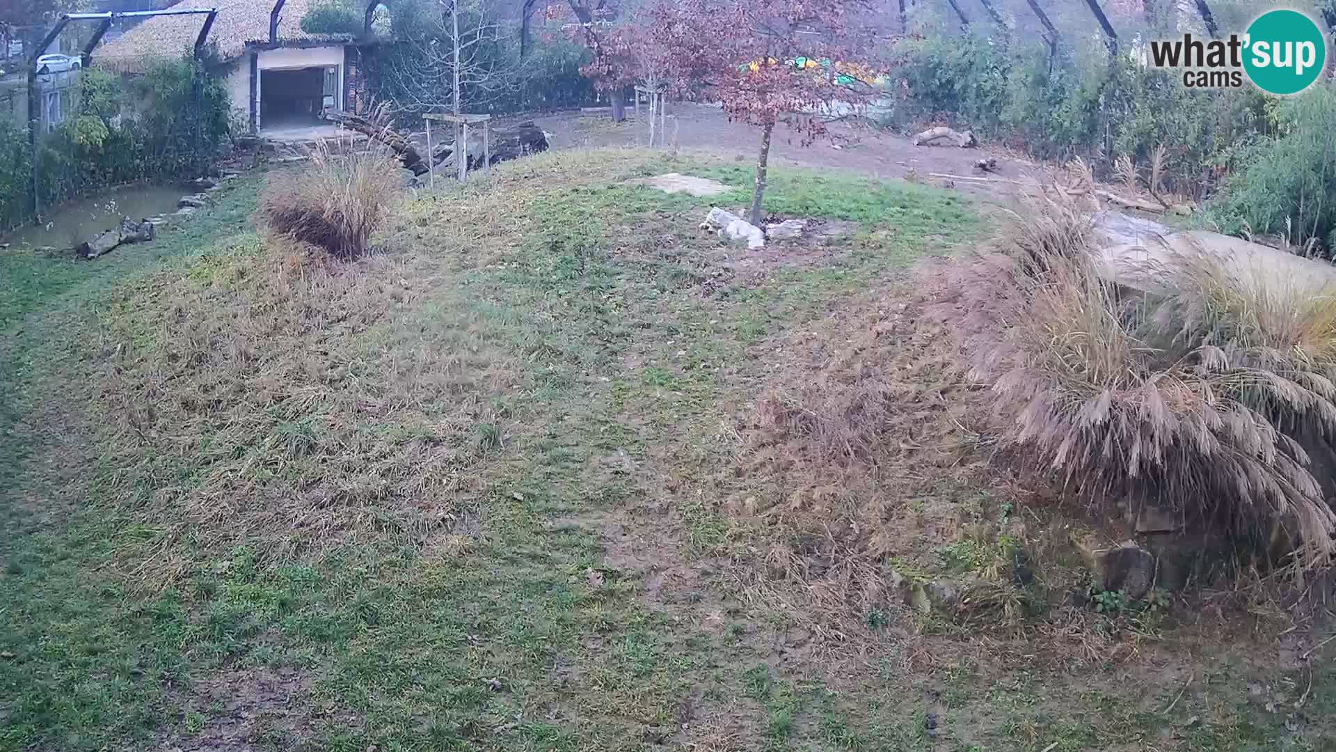 Live Ljubljana Zoo webcam Lion