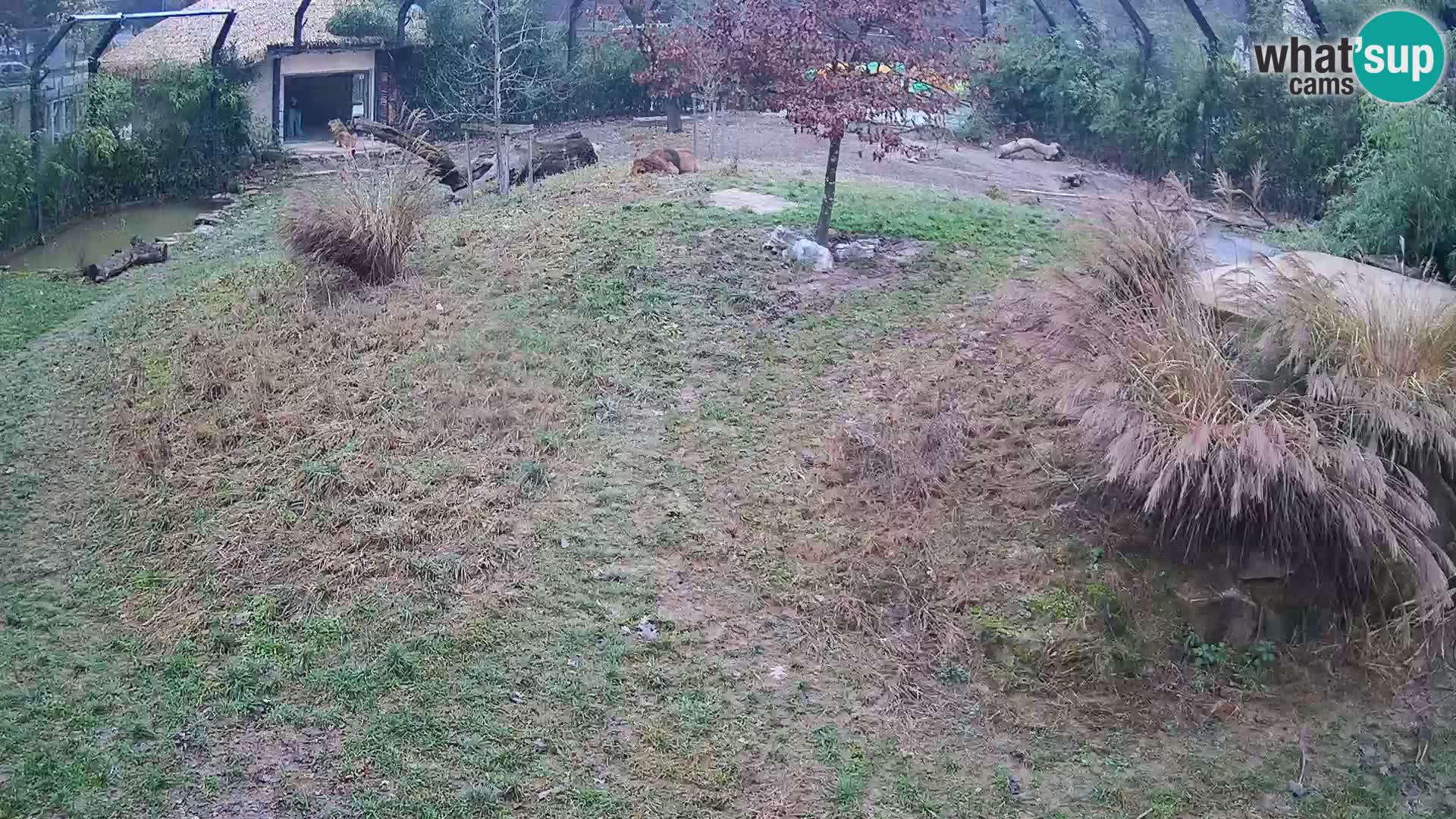 Live Ljubljana Zoo webcam Lion