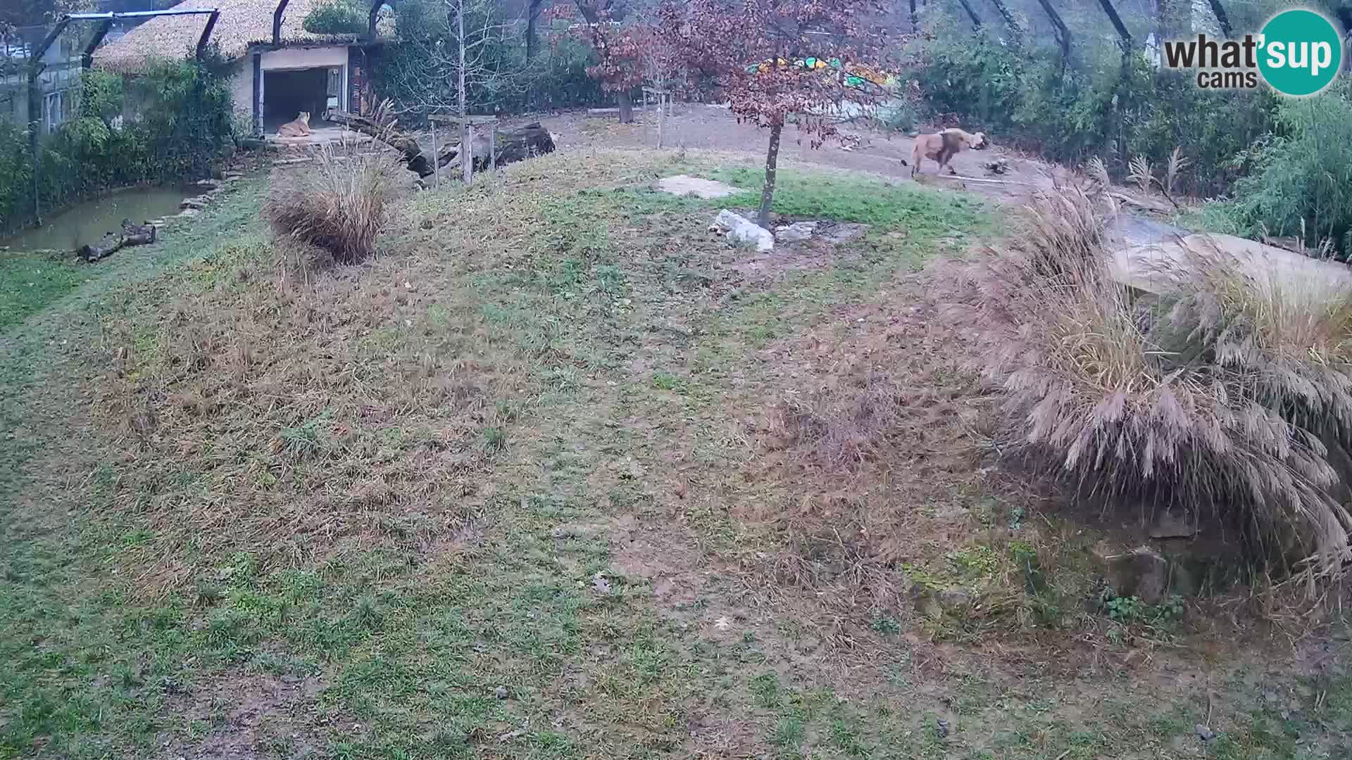 Zoo Ljubljana webcam Löwen
