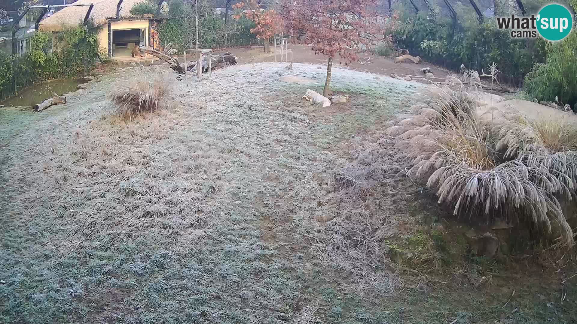 Zoo Ljubljana webcam Löwen