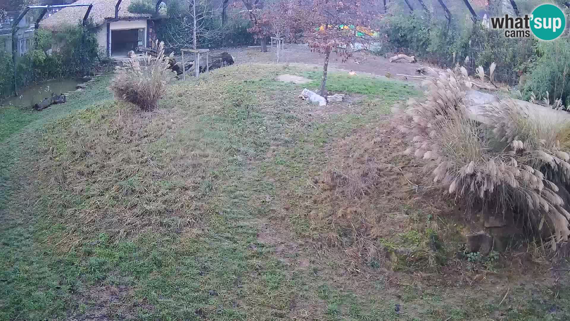 Zoo Ljubljana camera en vivo Leones