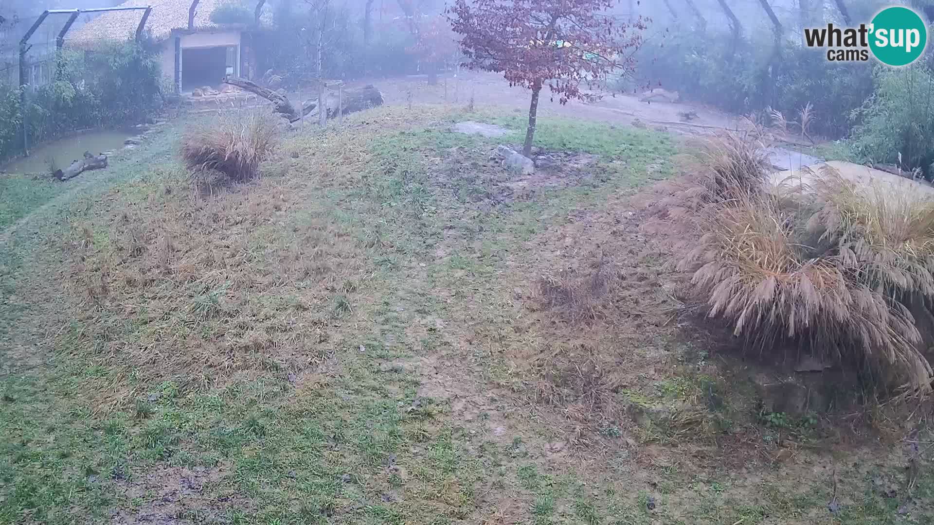 Živalski vrt Ljubljana kamera v živo Levi