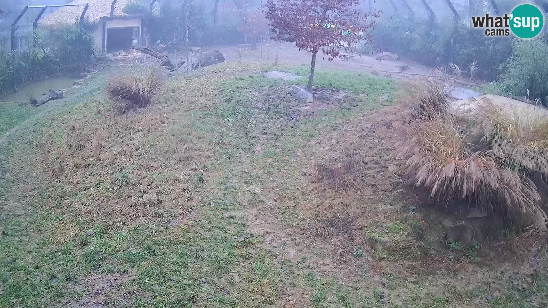 Živalski vrt Ljubljana kamera v živo Levi