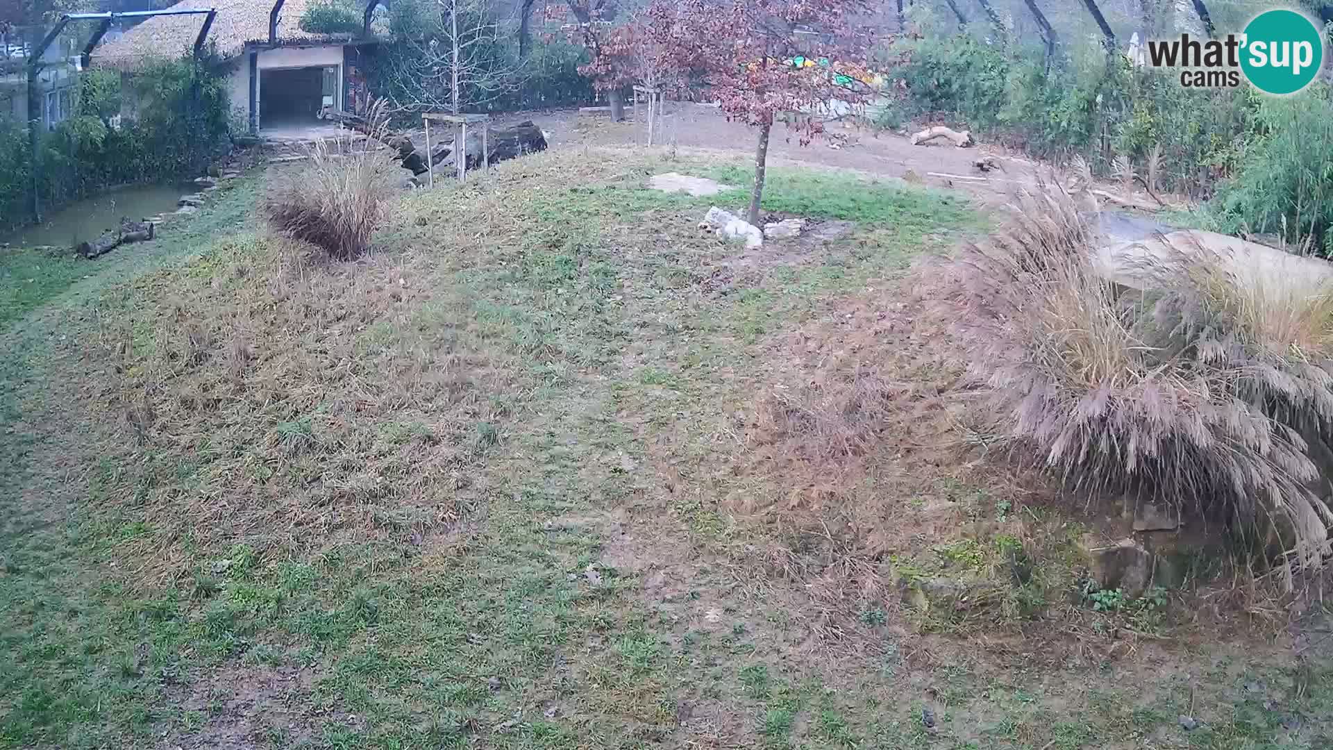 Live Ljubljana Zoo webcam Lion