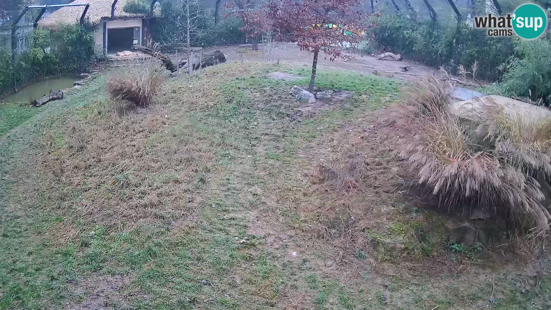 Zoo Lubiana live webcam Leoni