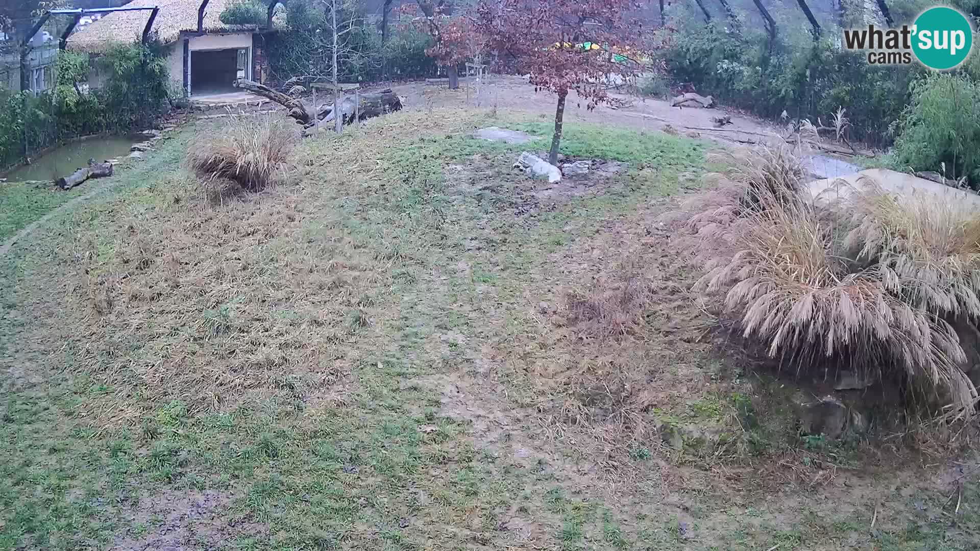 Zoo Lubiana live webcam Leoni