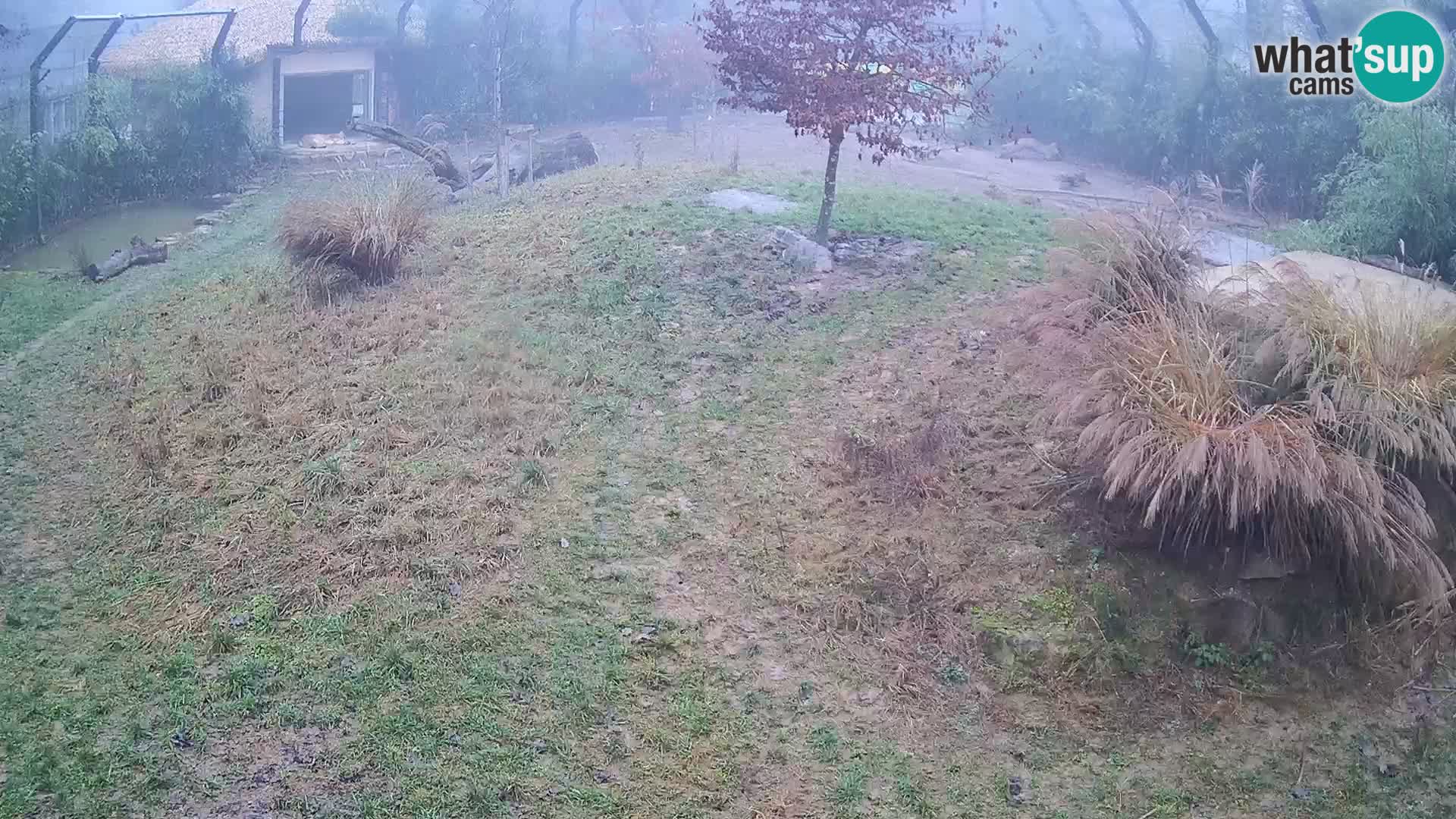 Live Ljubljana Zoo webcam Lion