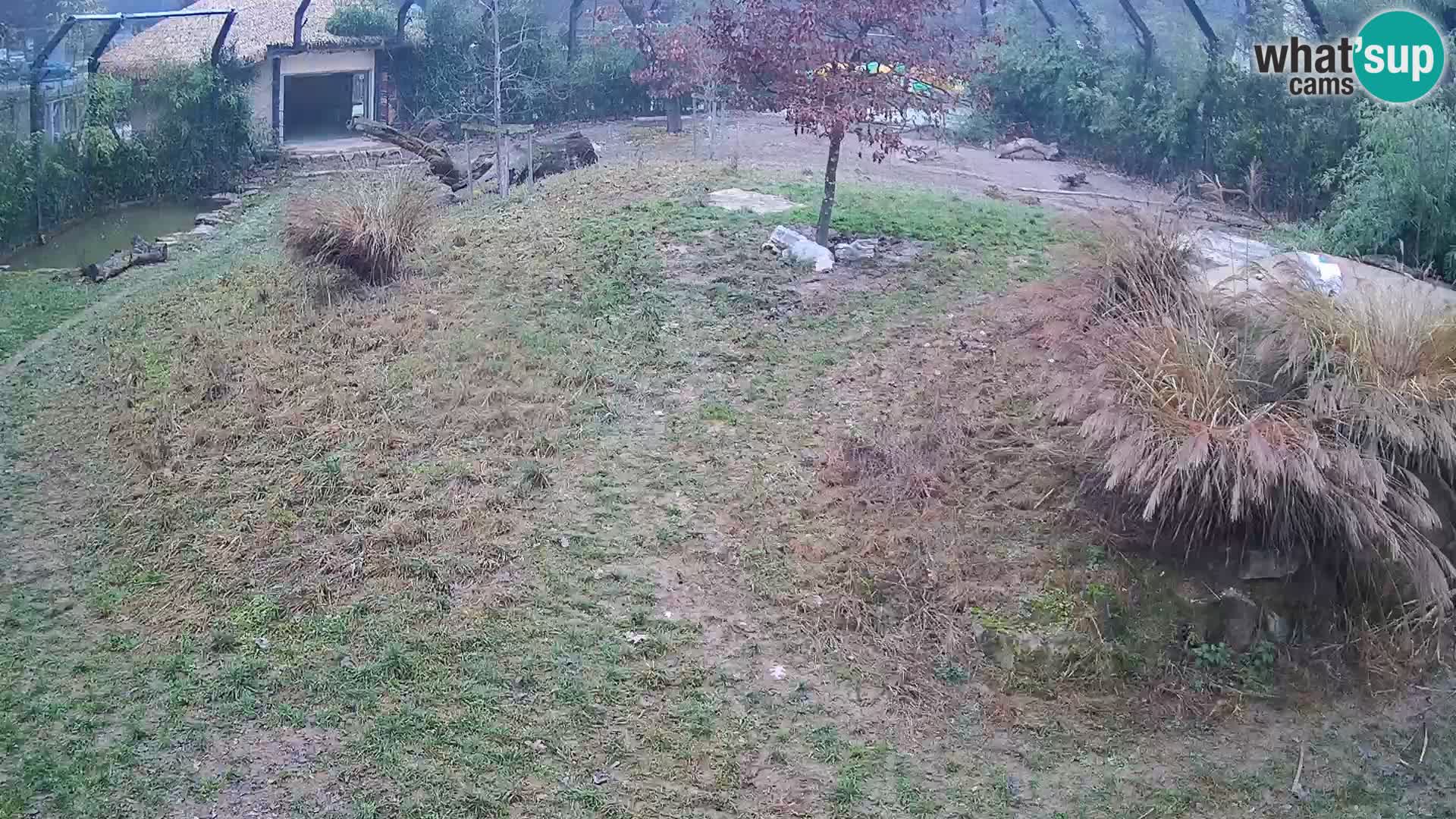 Zoo Lubiana live webcam Leoni