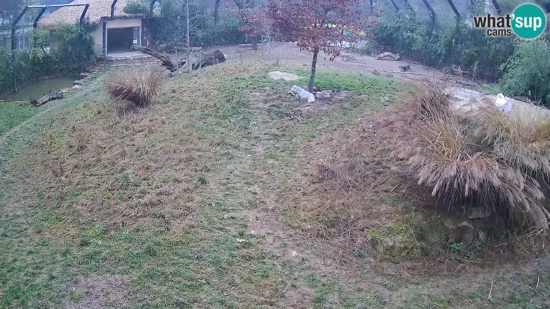 Zoo Ljubljana webcam Löwen