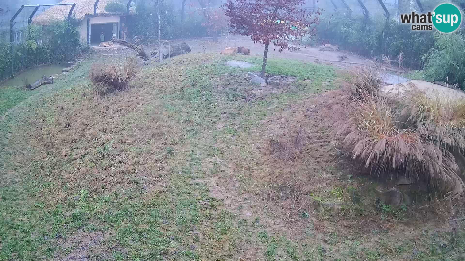 Live Ljubljana Zoo webcam Lion