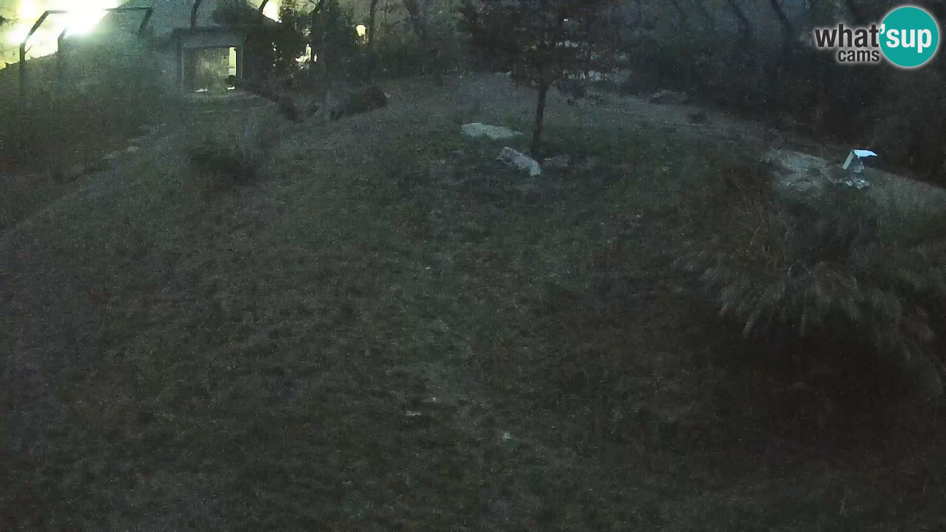 Zoo Lubiana live webcam Leoni