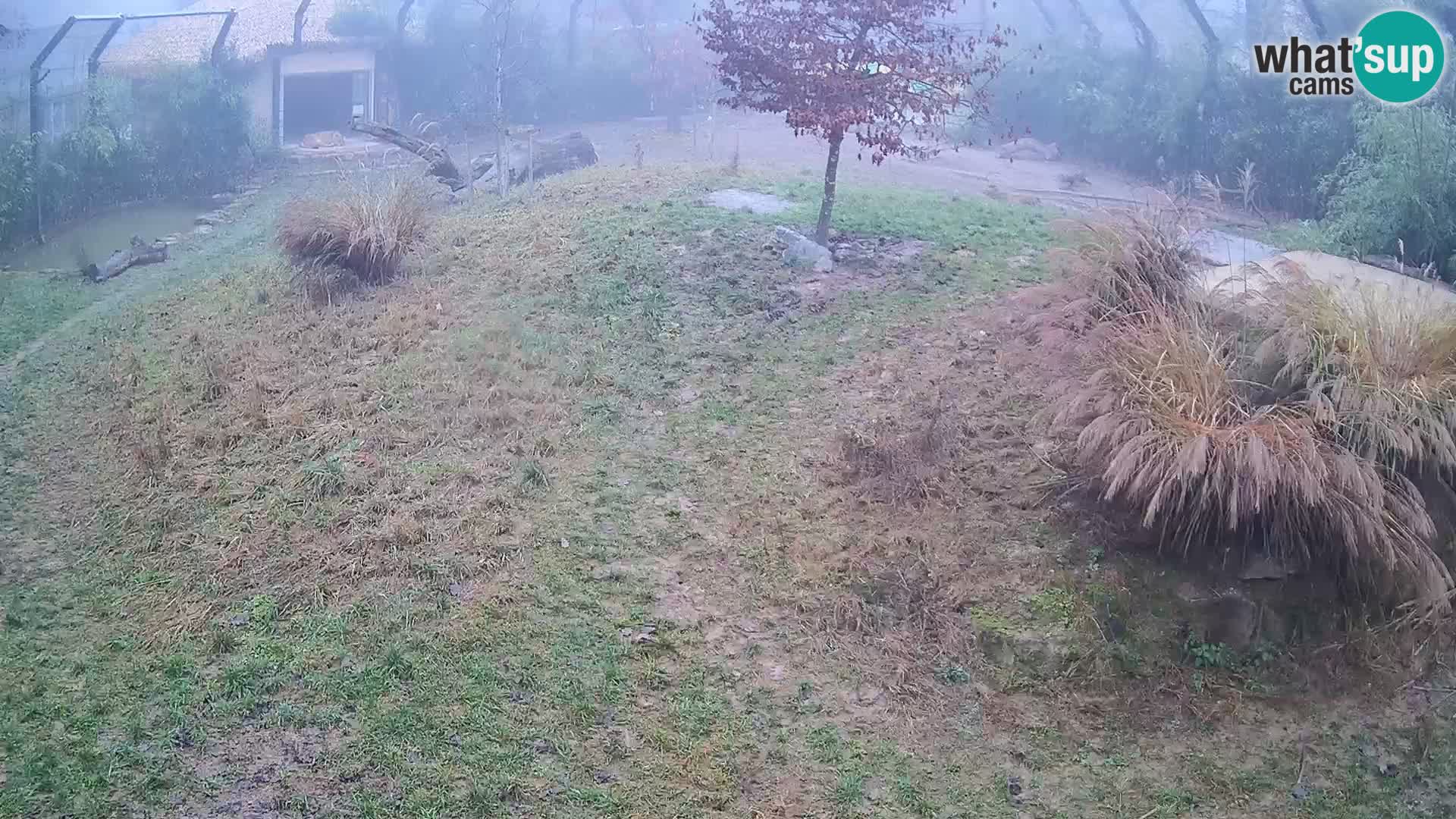 Ljubljana Zoo webcam Lion