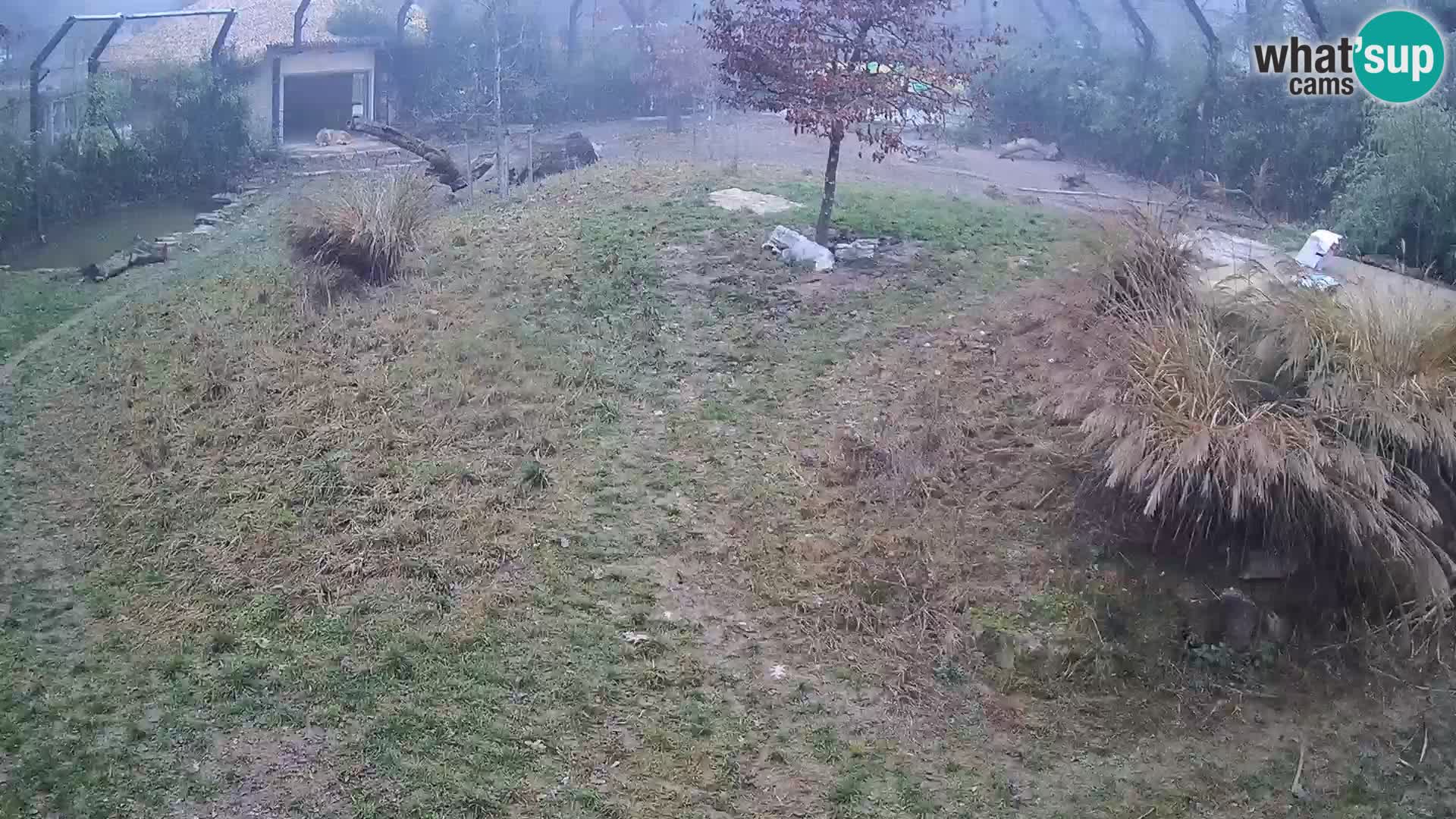 Zoo Ljubljana webcam Löwen