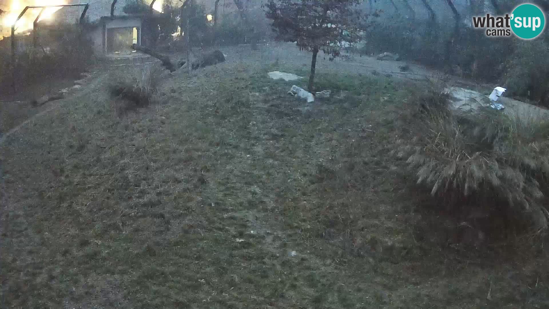 Zoo Ljubljana webcam Löwen