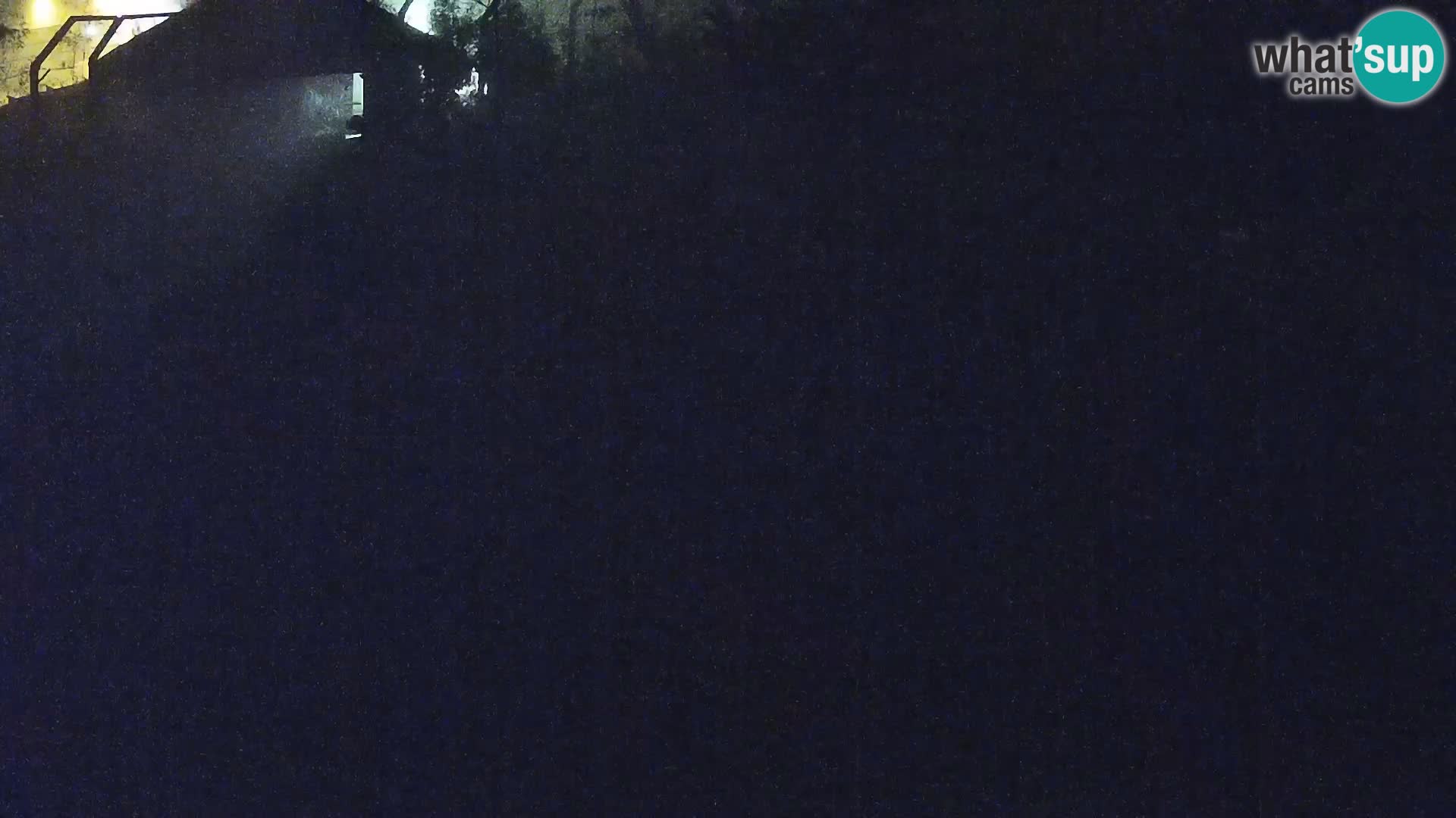 Live Ljubljana Zoo webcam Lion