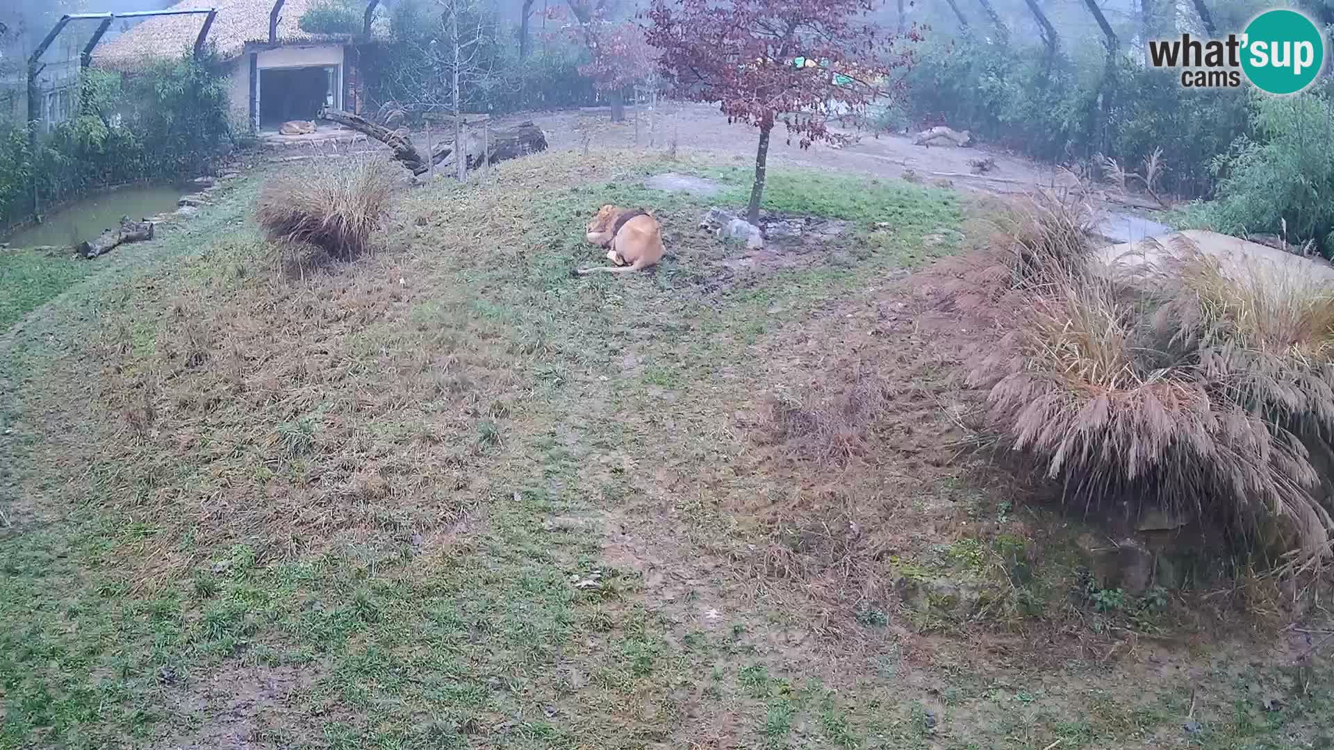 Zoo Lubiana live webcam Leoni