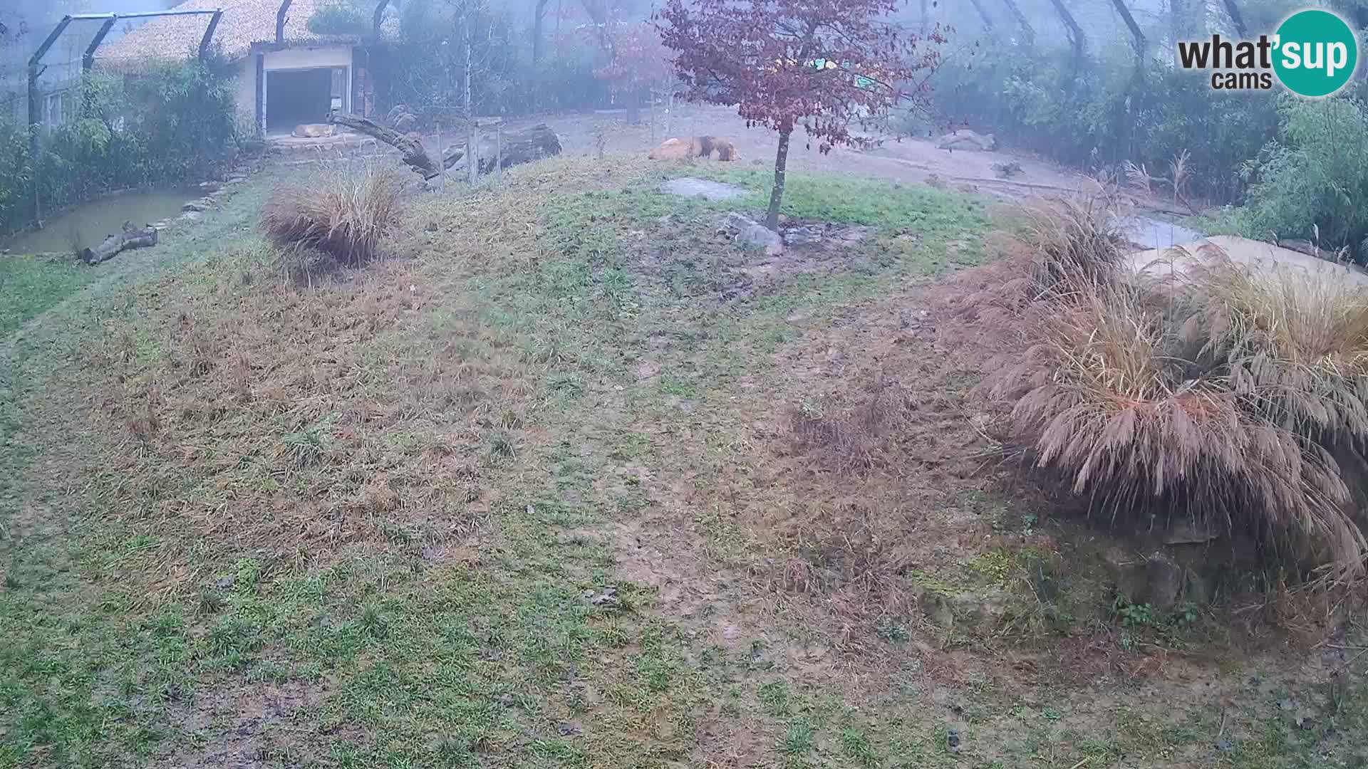 Zoo Ljubljana webcam Löwen