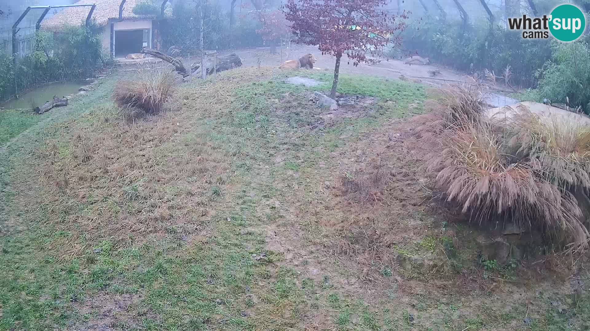 Ljubljana Zoo webcam Lion