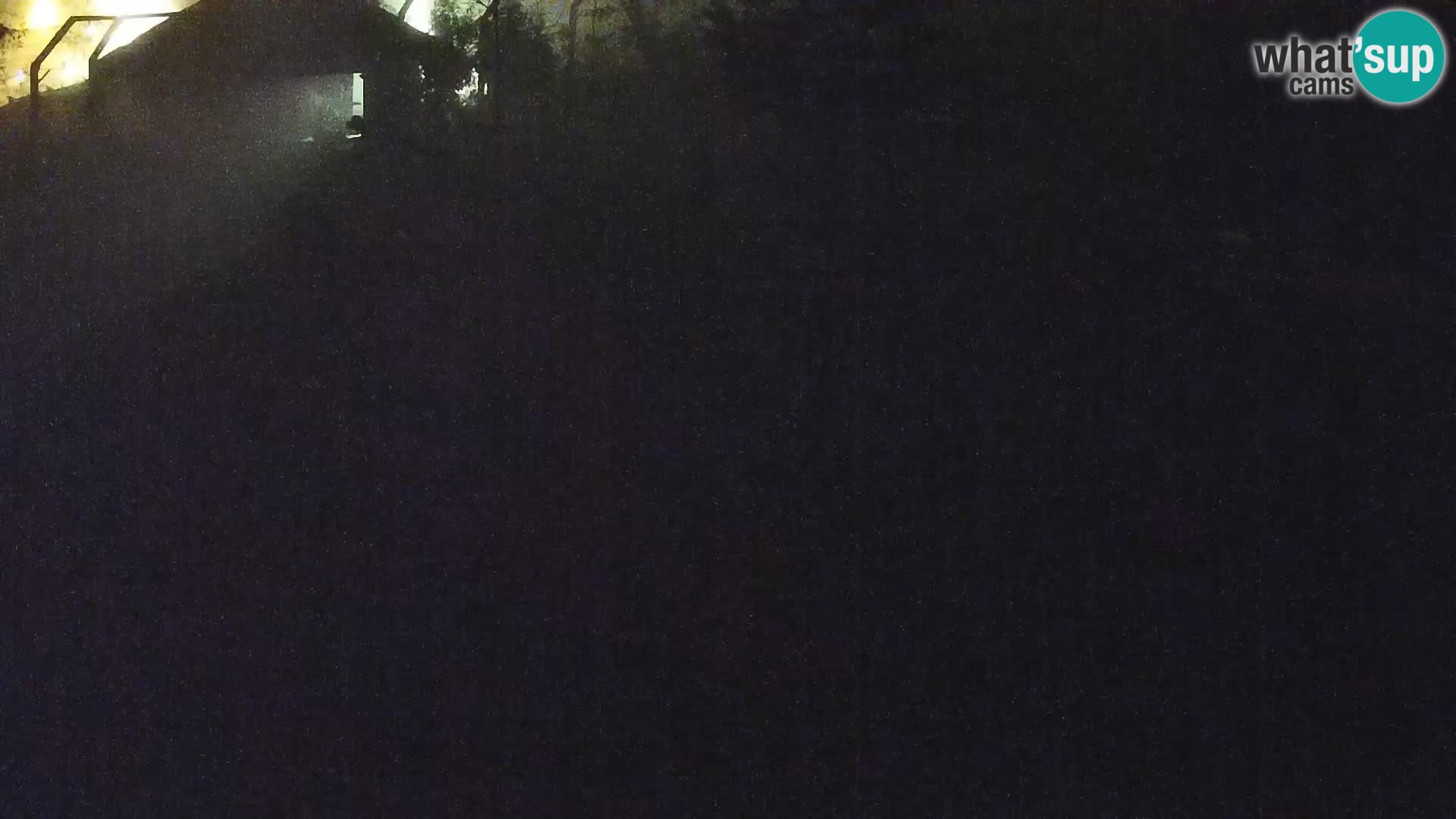 Ljubljana Zoo webcam Lion