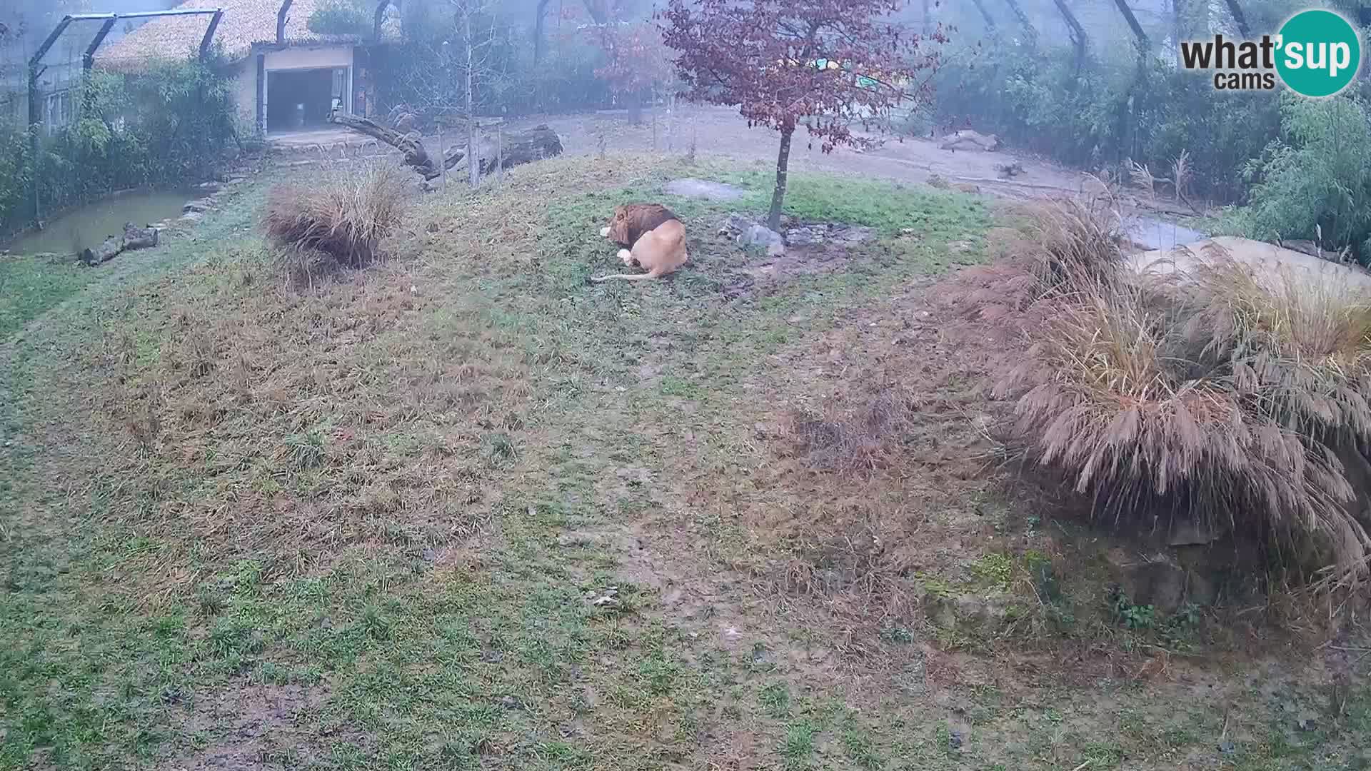 Zoo Lubiana live webcam Leoni