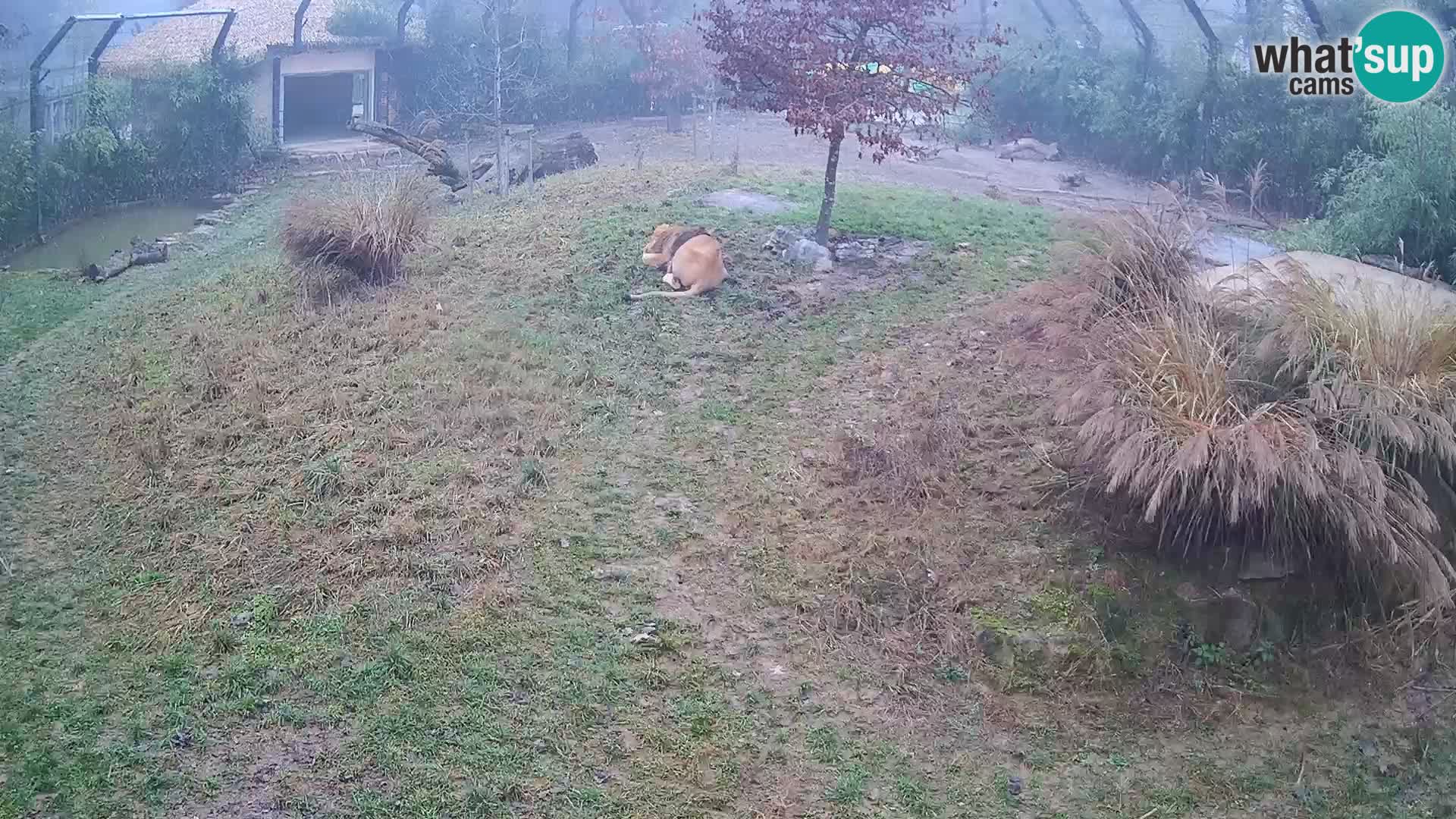 Zoo Ljubljana webcam Löwen