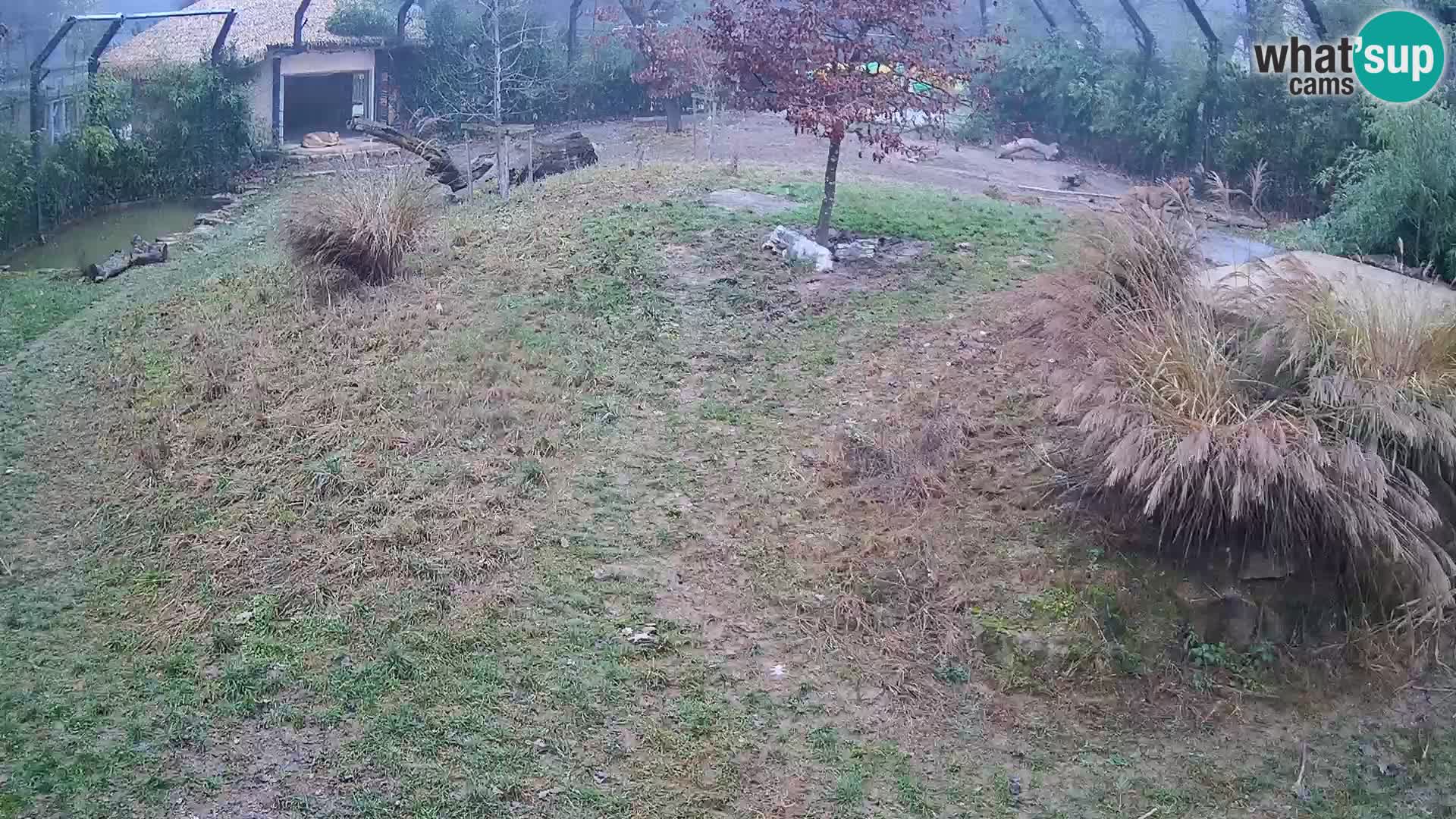 Live Ljubljana Zoo webcam Lion