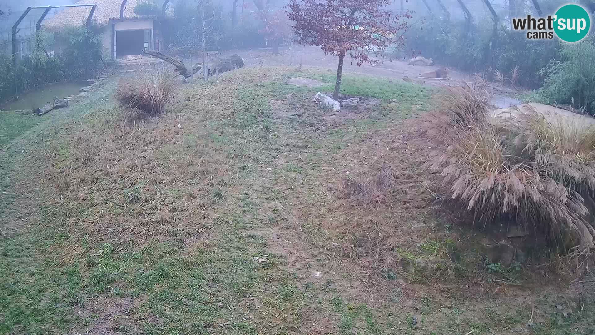 Zoo Ljubljana webcam Löwen