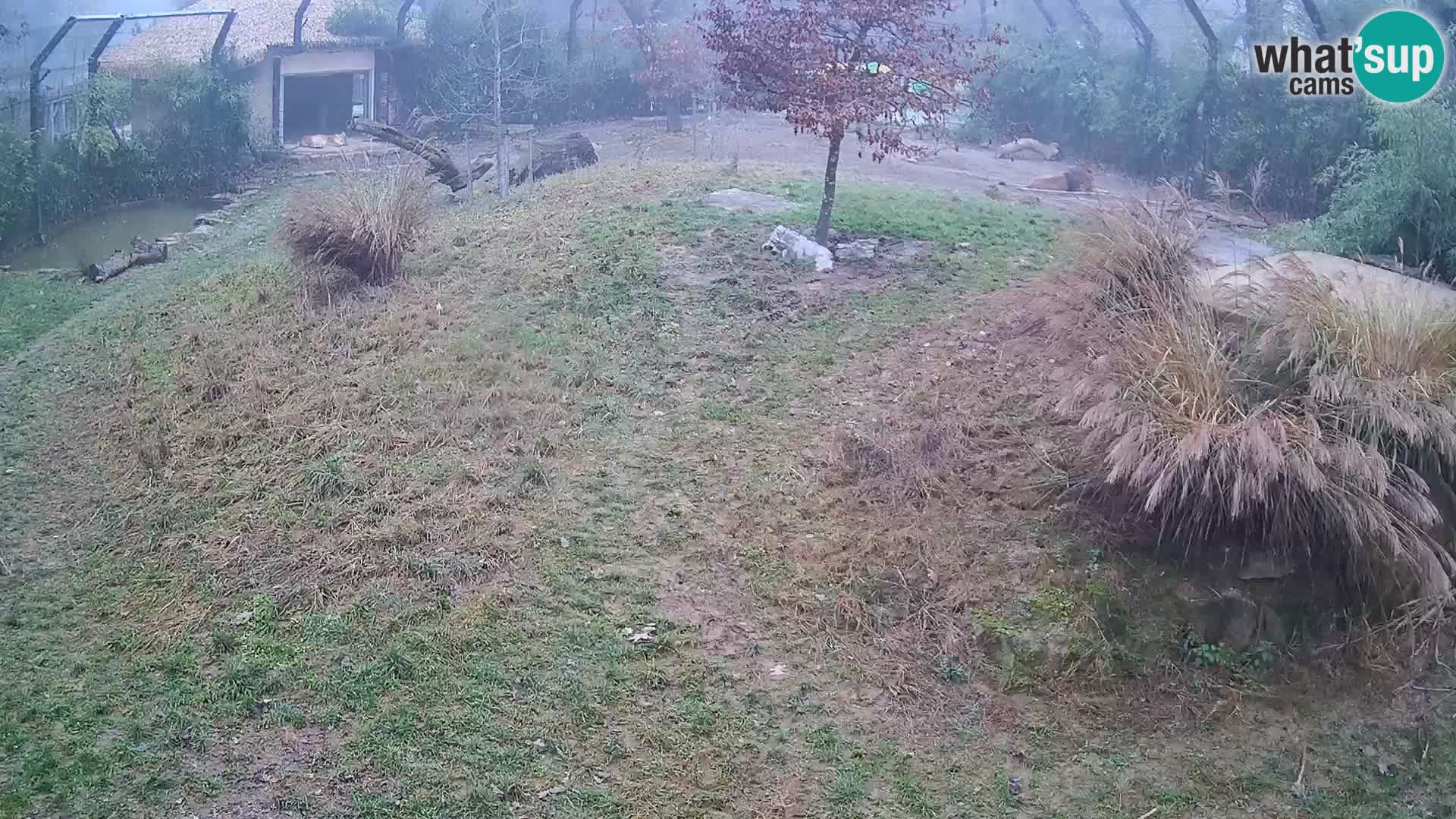 Ljubljana Zoo webcam Lion