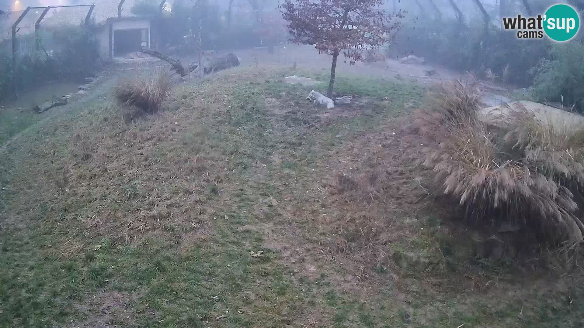 Ljubljana Zoo webcam Lion
