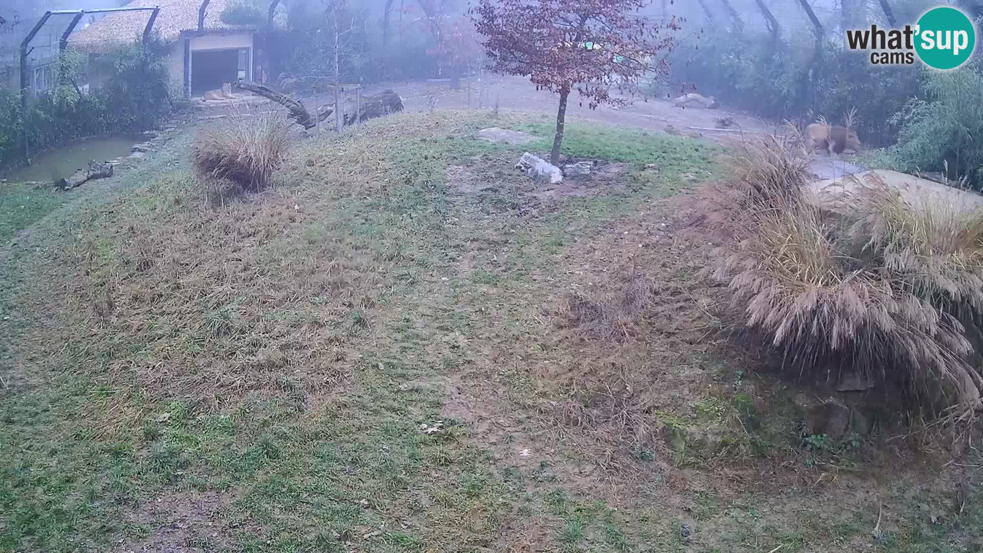 Zoo Lubiana live webcam Leoni