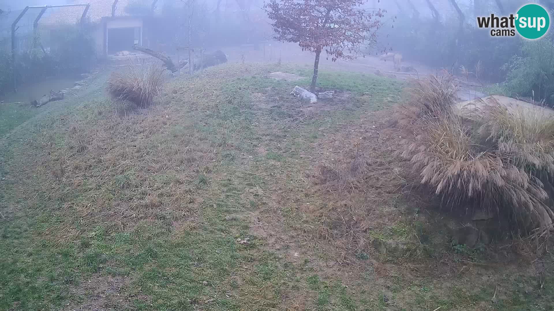 Živalski vrt Ljubljana kamera v živo Levi