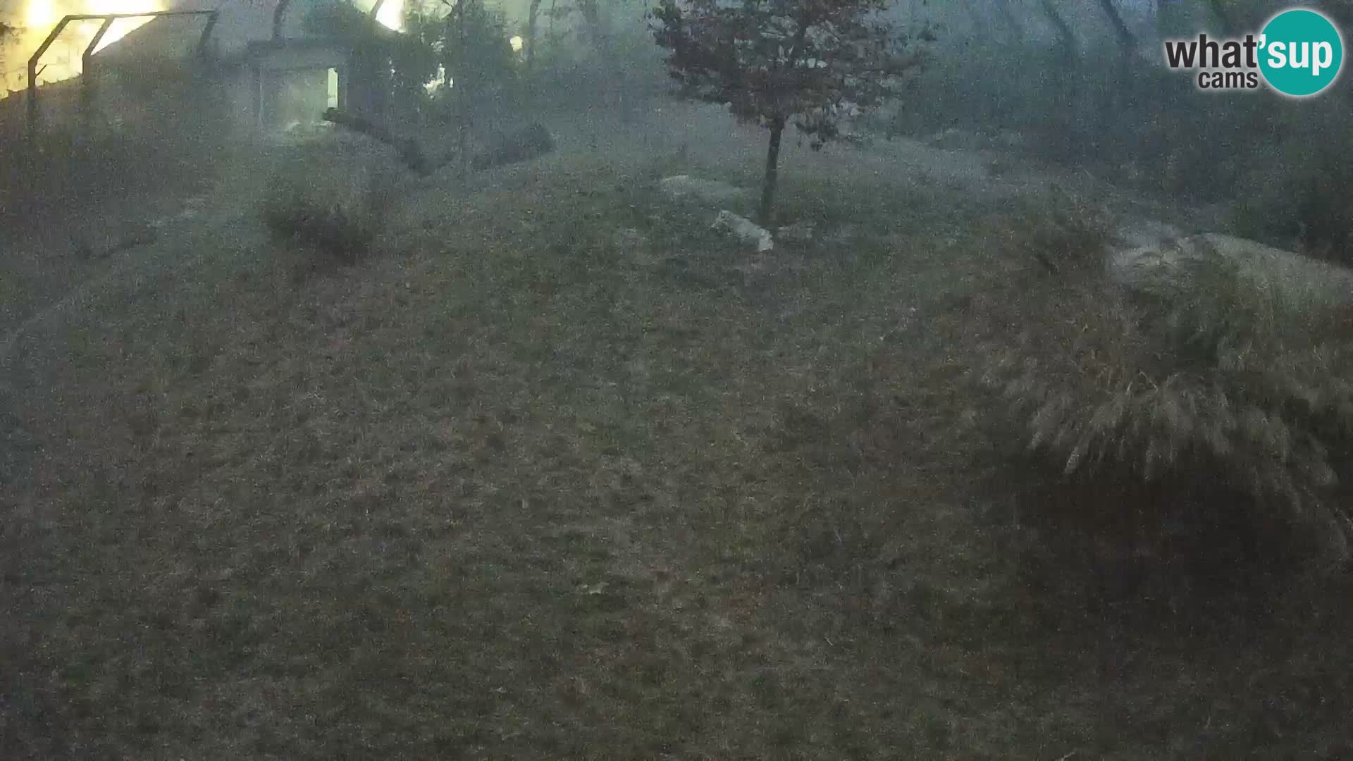 Ljubljana Zoo webcam Lion