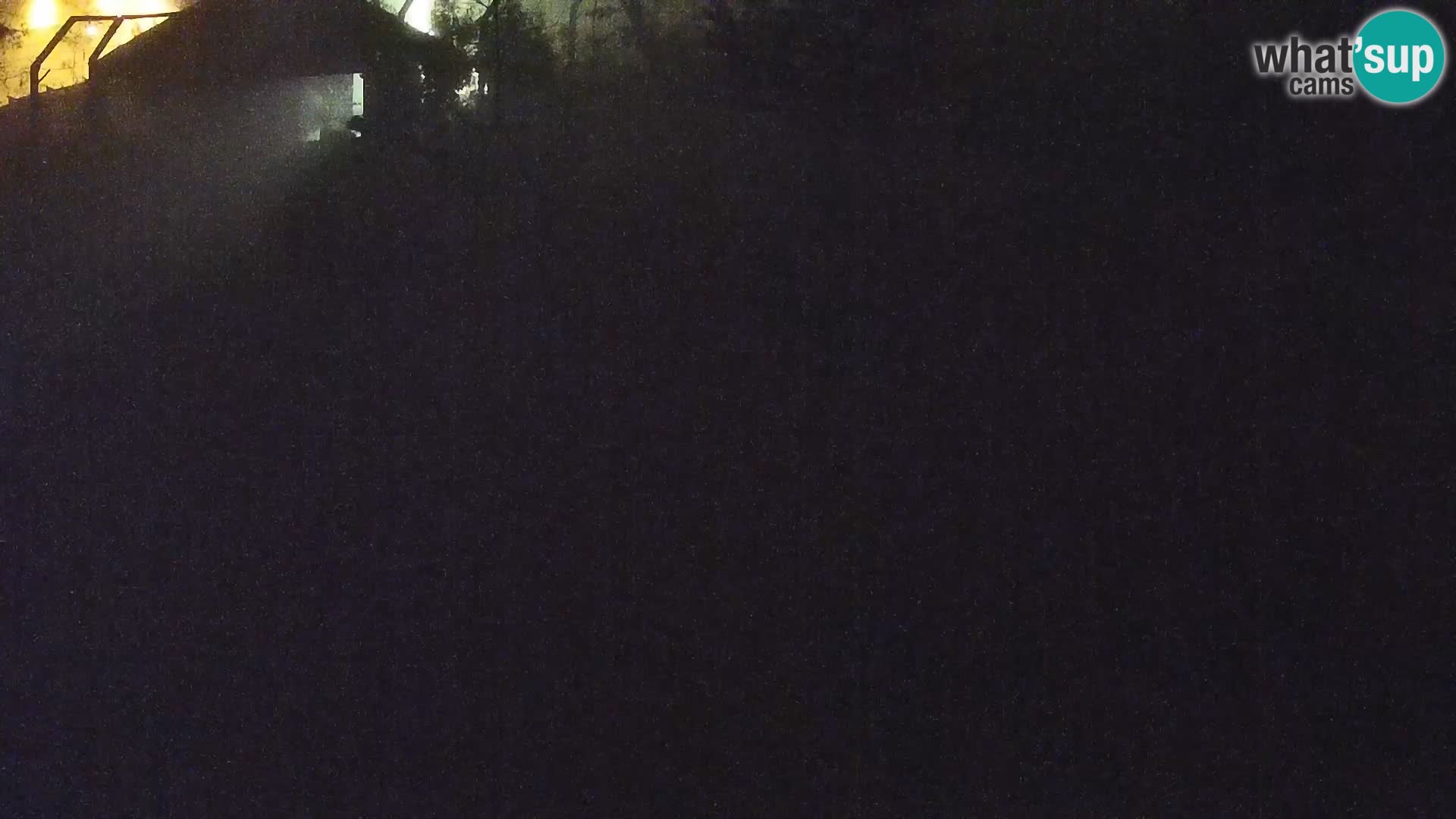 Zoo Lubiana live webcam Leoni