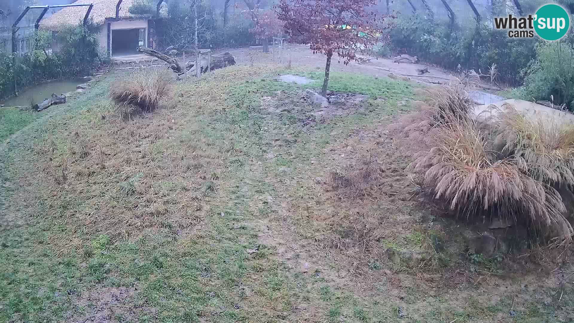 Ljubljana Zoo webcam Lion