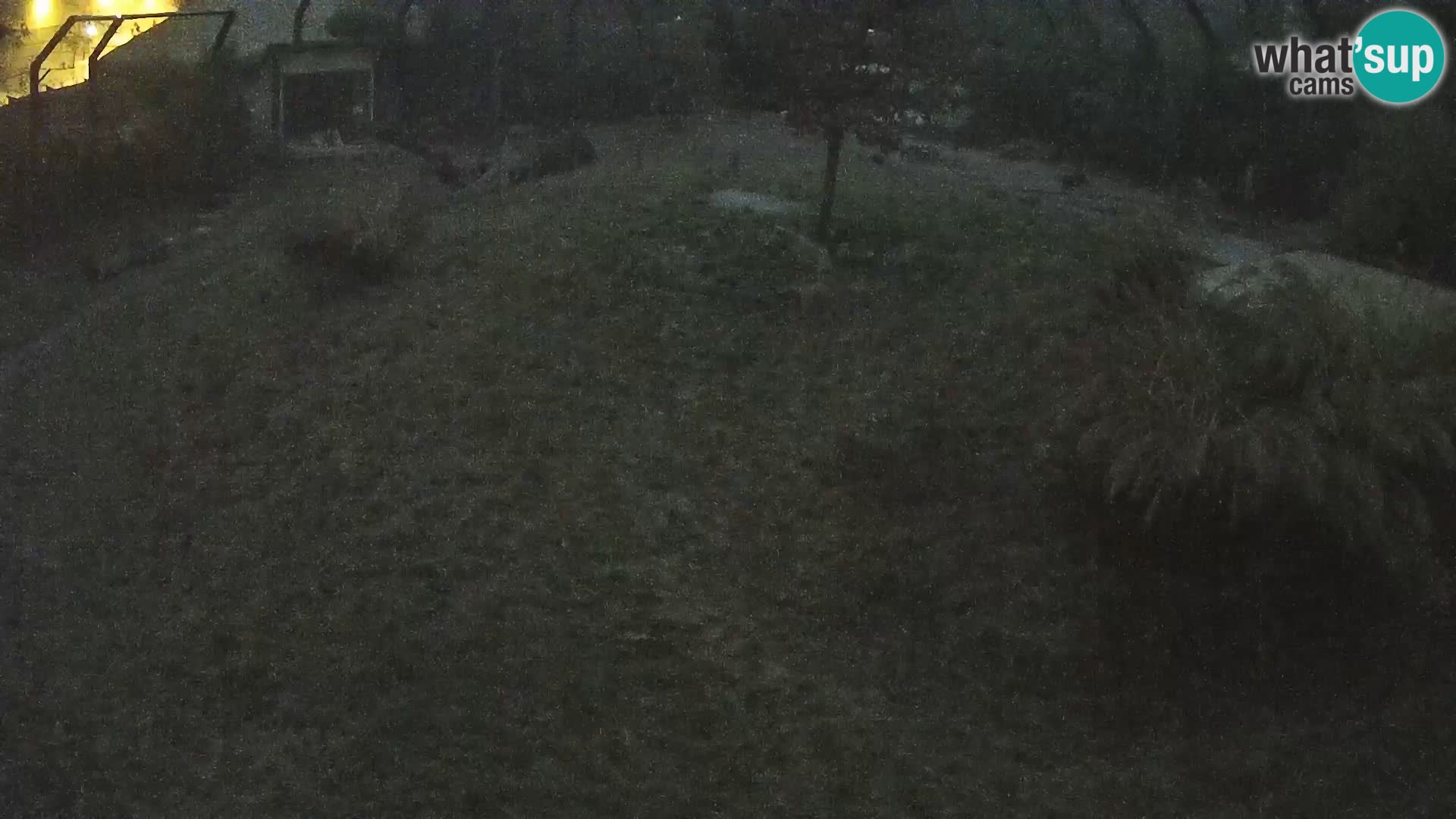 Zoo Ljubljana webcam Löwen