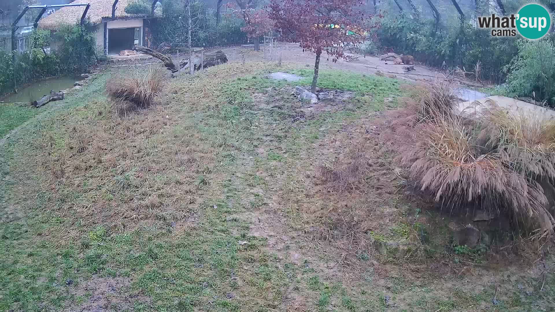 Zoo Ljubljana web kamera Lavovi