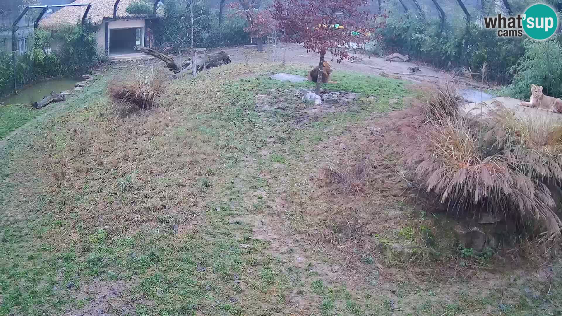 Zoo Ljubljana webcam Löwen