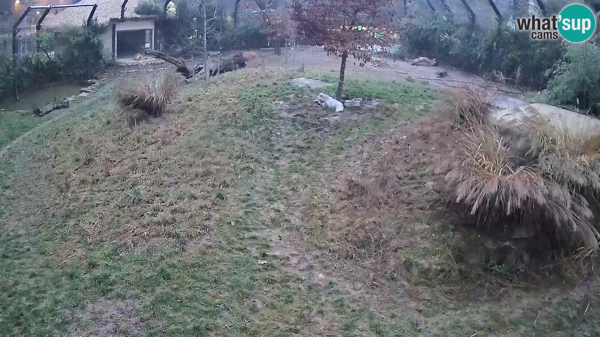 Zoo Ljubljana camera en vivo Leones