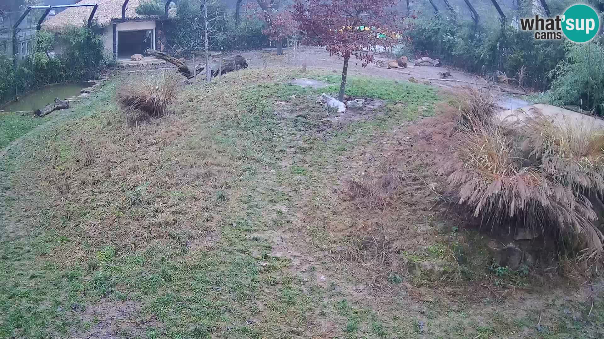 Ljubljana Zoo webcam Lion