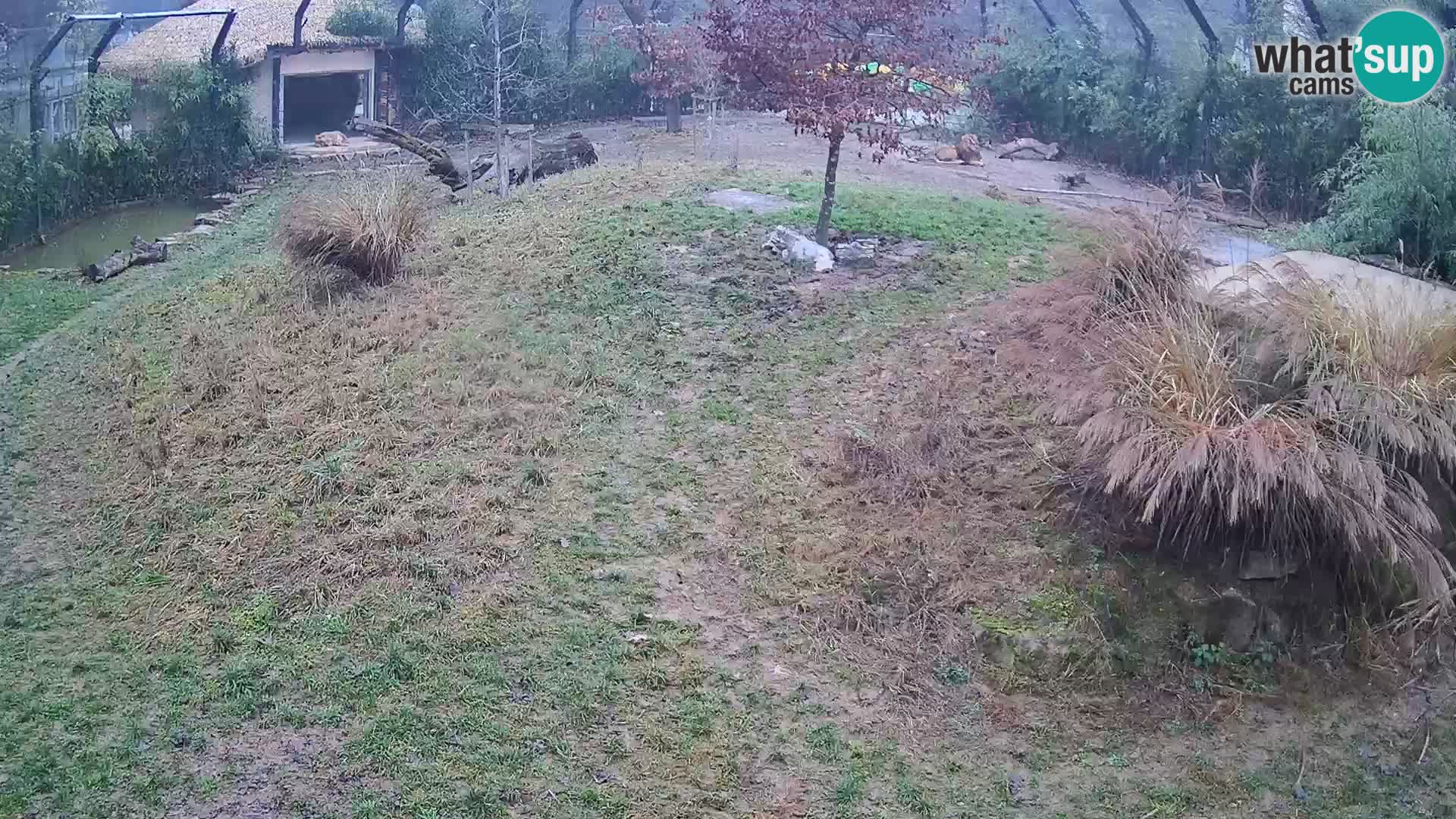 Zoo Ljubljana webcam Löwen