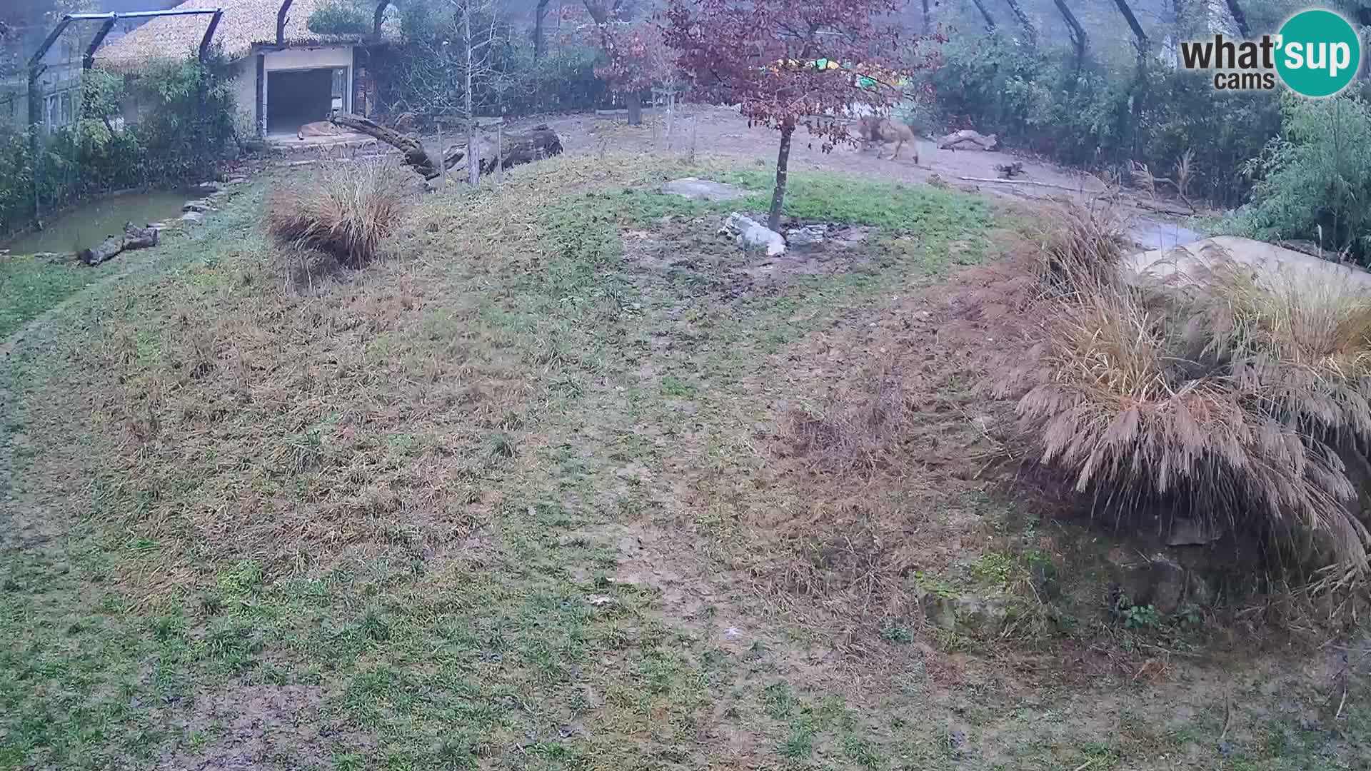 Zoo Ljubljana web kamera Lavovi