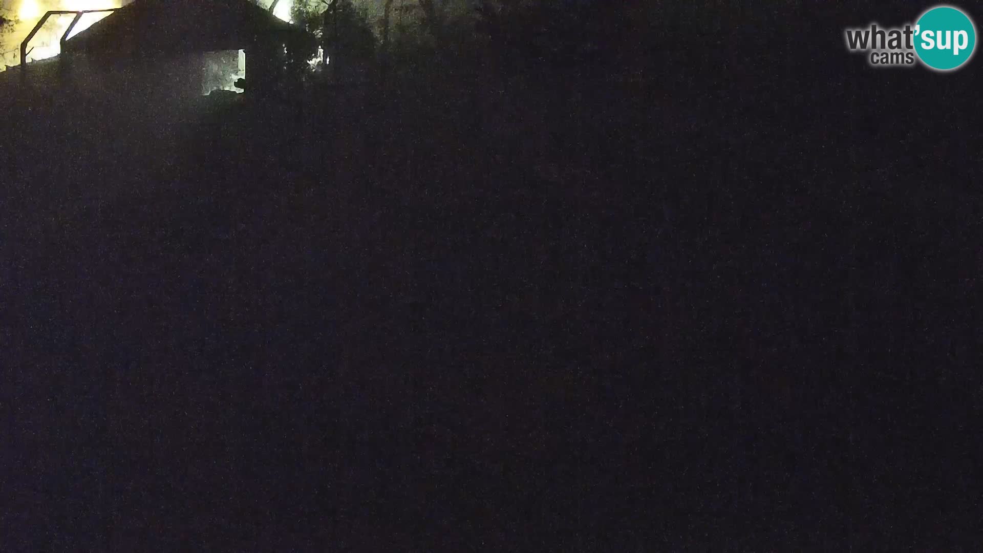 Live Ljubljana Zoo webcam Lion